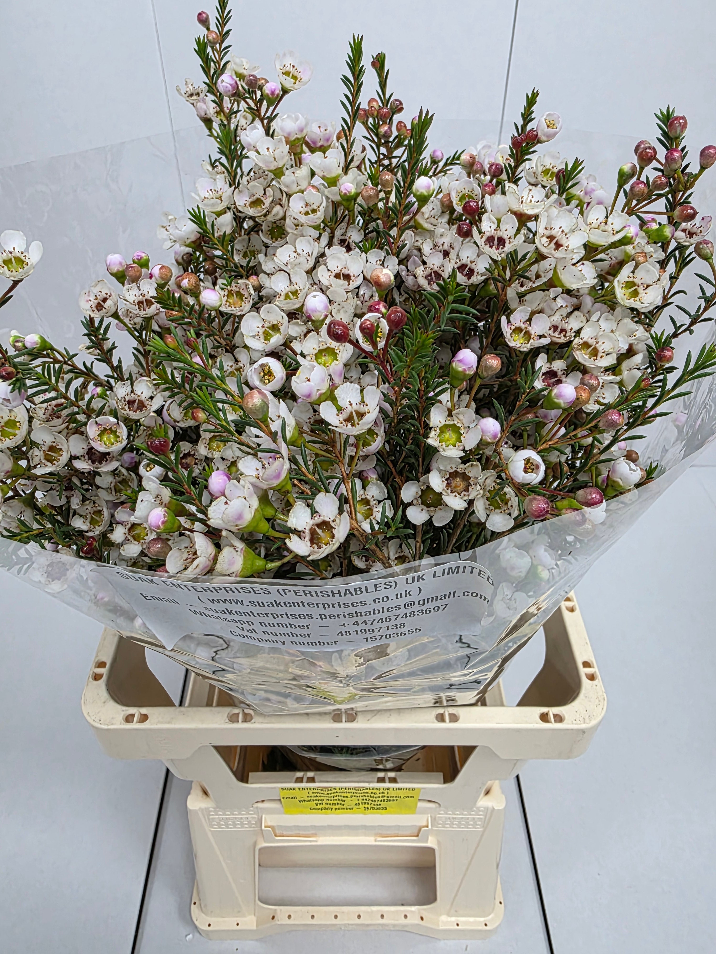 Farm Fresh Chame Wax Mi Tal(Bunch of 25 stems, Length 70cm)