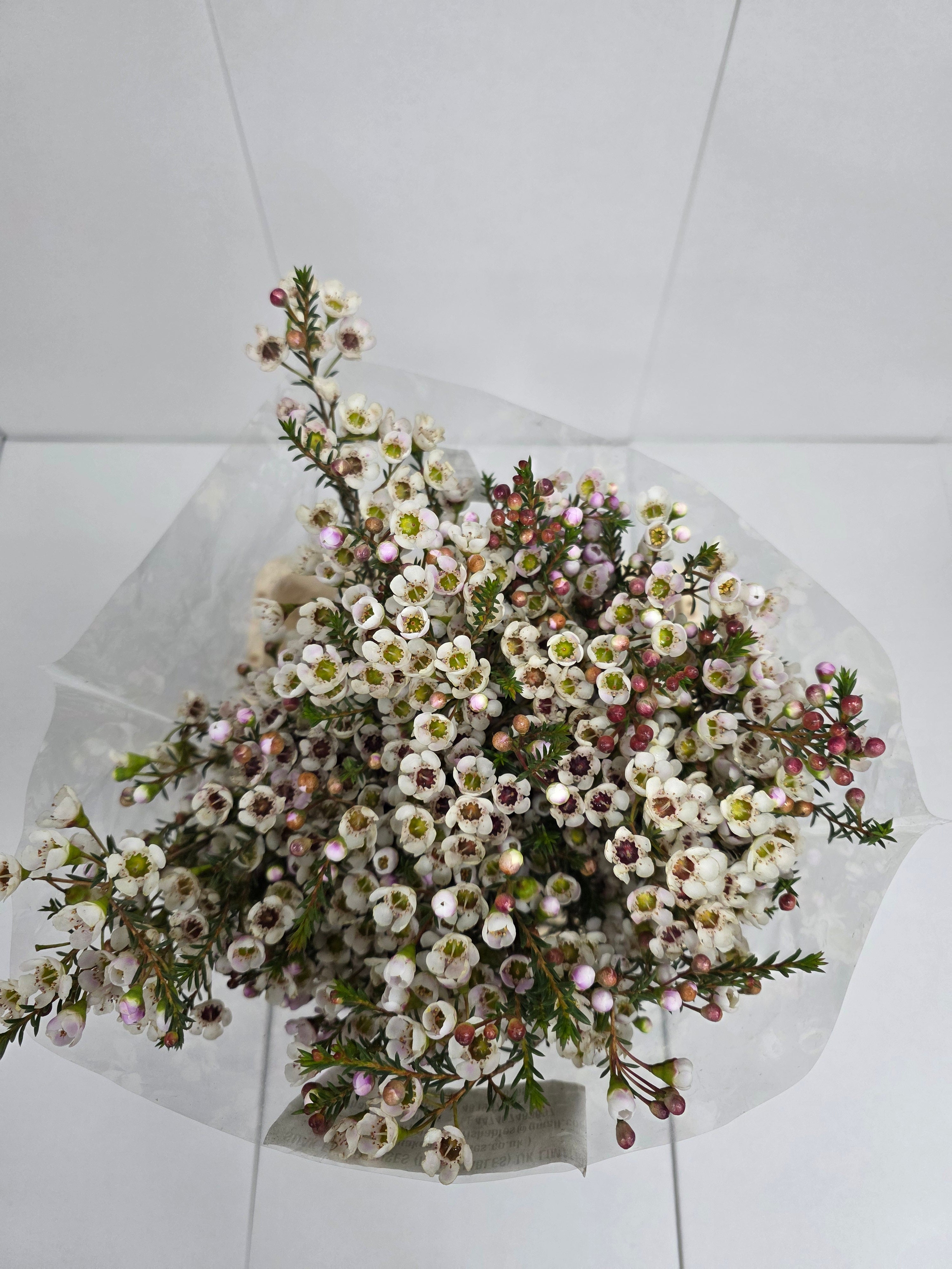 Farm Fresh Chame Wax Moonlight Delight (Bunch of 25 stems, Length 70cm)