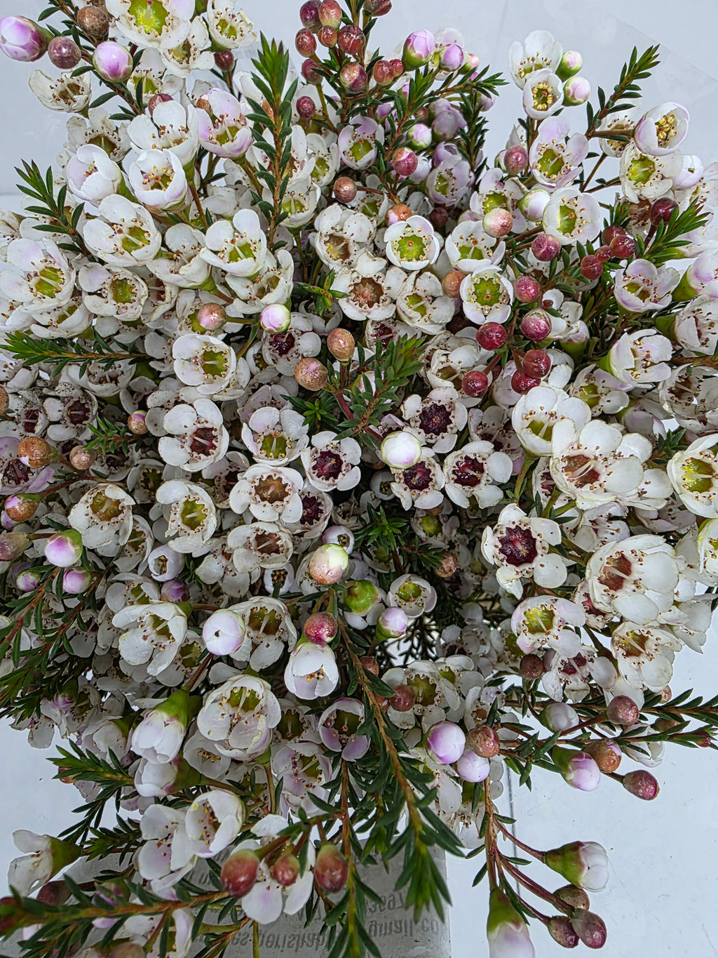 Farm Fresh Chame Wax Mi Tal(Bunch of 25 stems, Length 70cm)