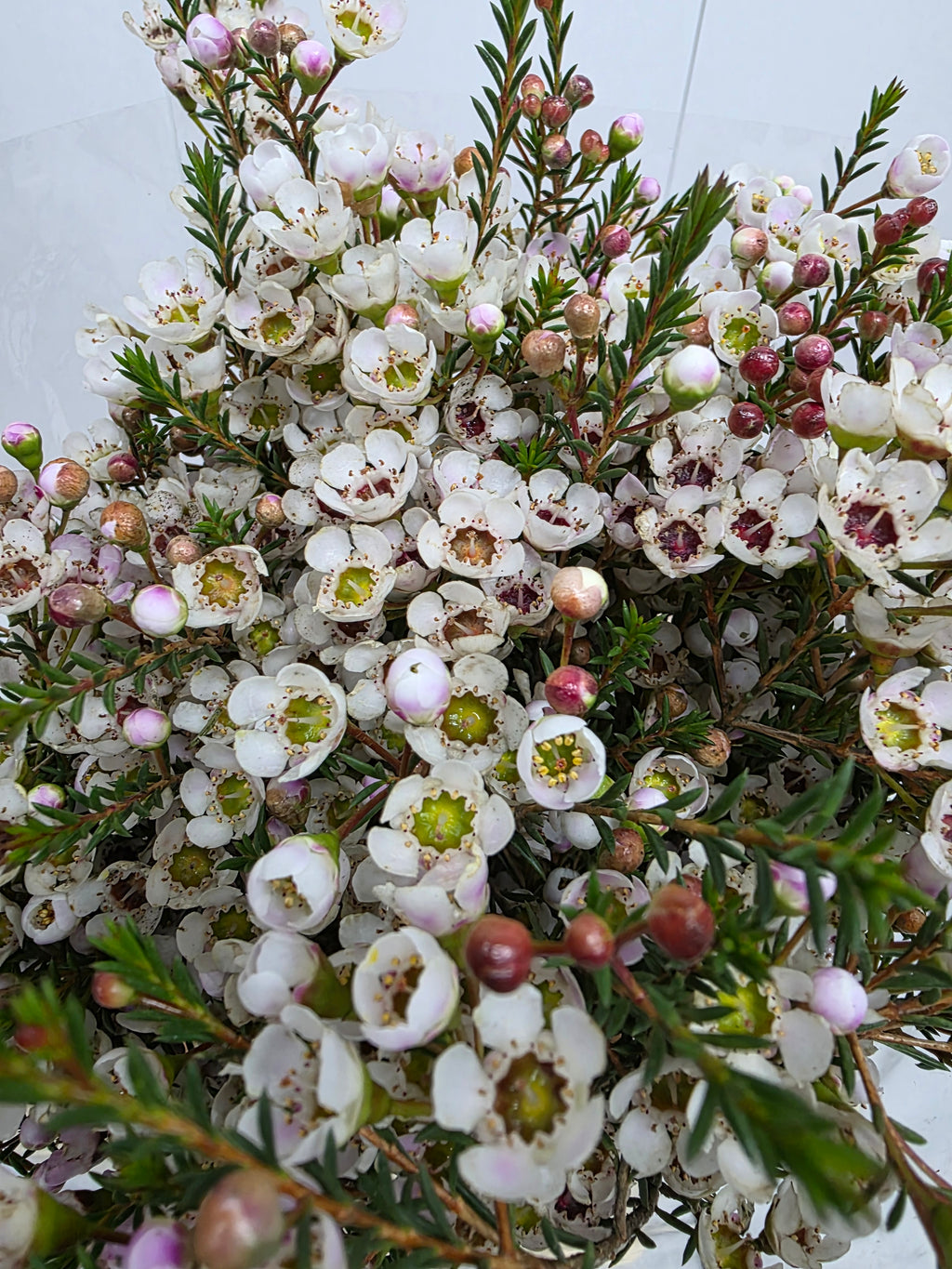 Farm Fresh Chame Wax Moonlight Delight (Bunch of 25 stems, Length 70cm)