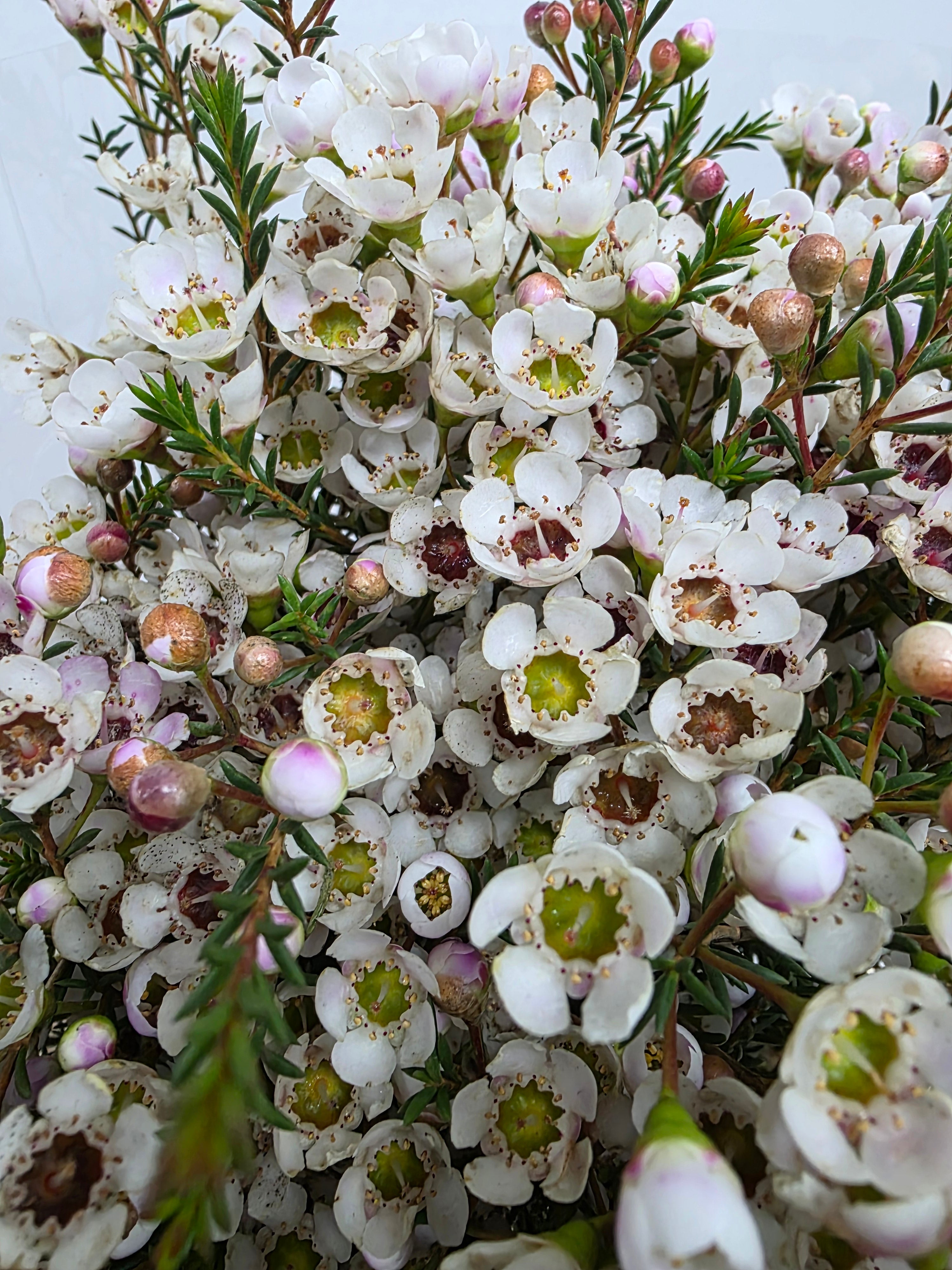 Farm Fresh Chame Wax Mi Tal(Bunch of 25 stems, Length 70cm)