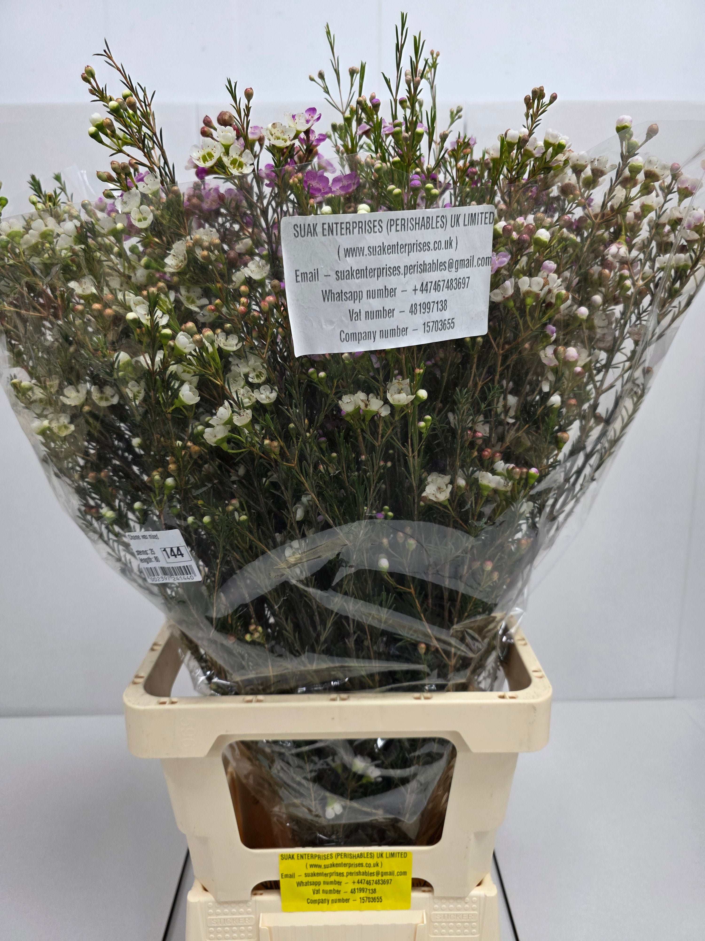 Farm Fresh Chame Wax Mixed(Bunch of 25 stems, Length 80cm)