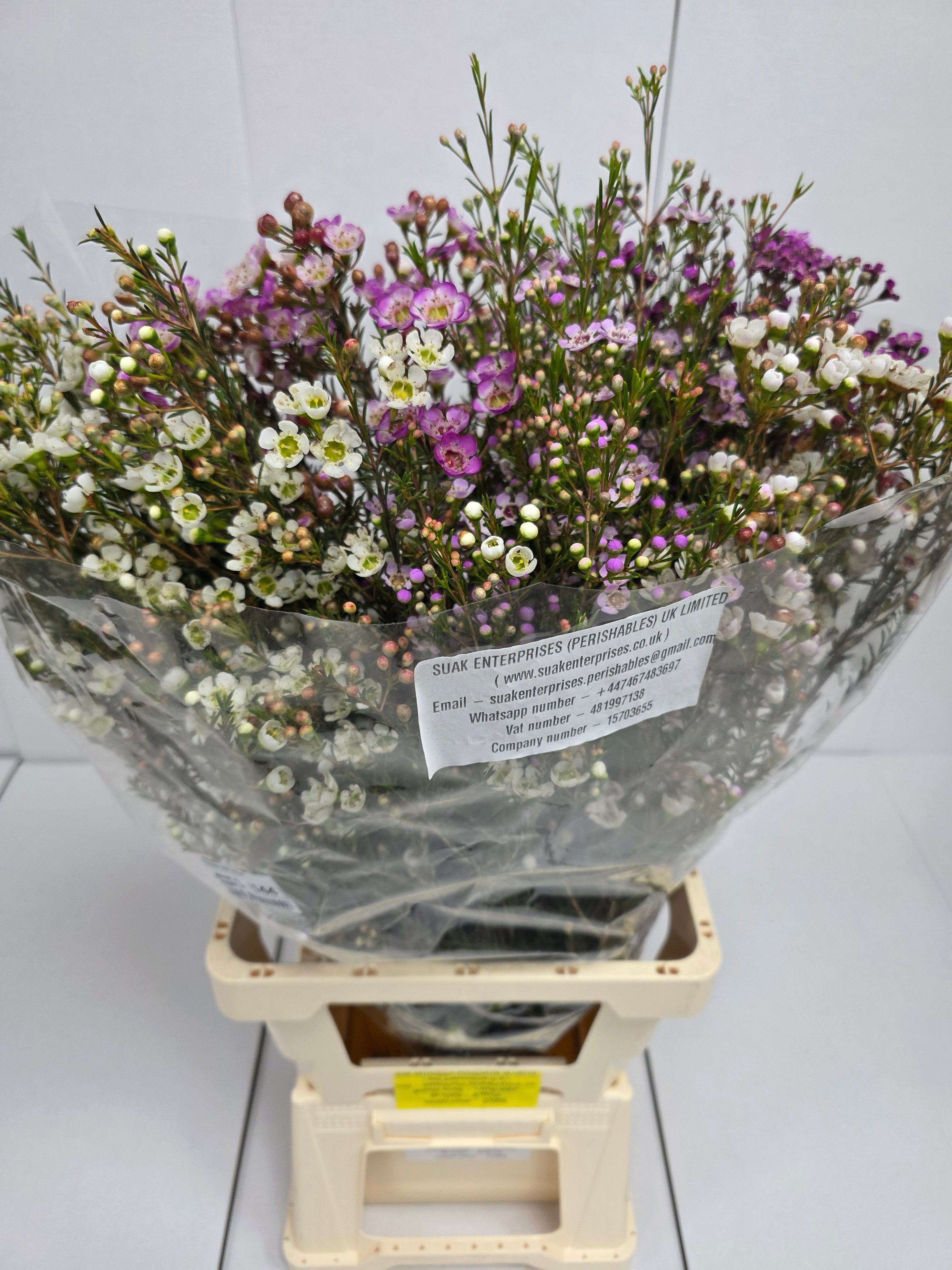Farm Fresh Chame Wax Mixed(Bunch of 25 stems, Length 80cm)