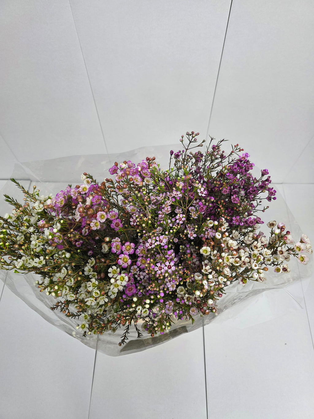 Farm Fresh Chame Wax Mixed(Bunch of 25 stems, Length 80cm)