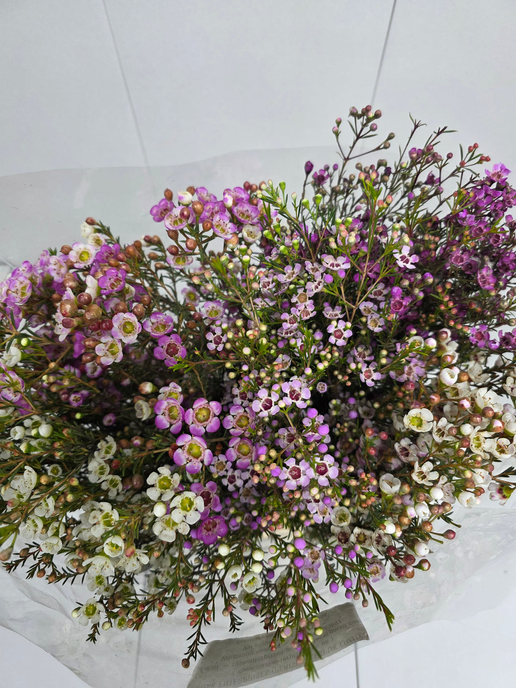 Farm Fresh Chame Wax Mixed(Bunch of 25 stems, Length 80cm)