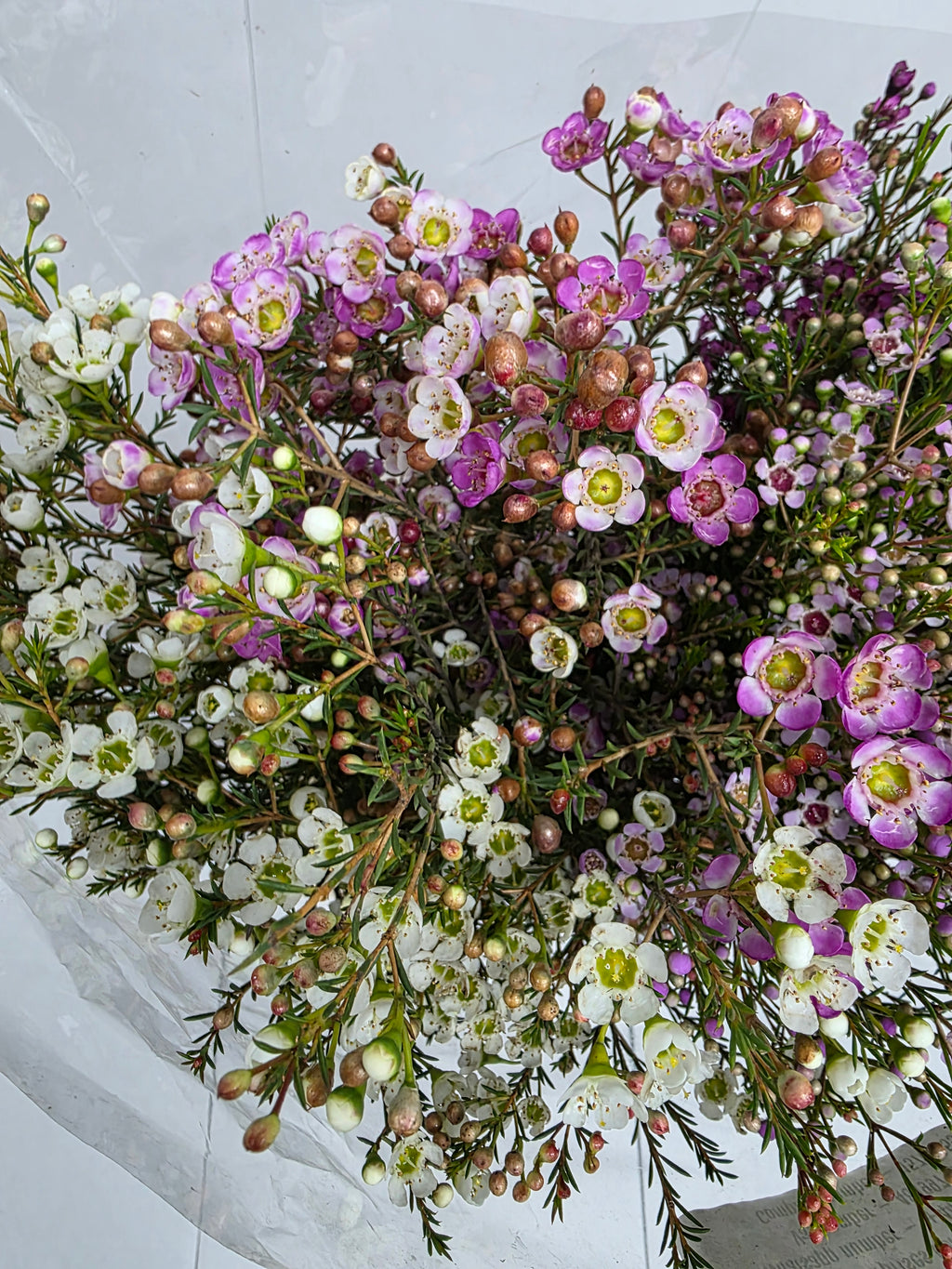 Farm Fresh Chame Wax Mixed(Bunch of 25 stems, Length 80cm)