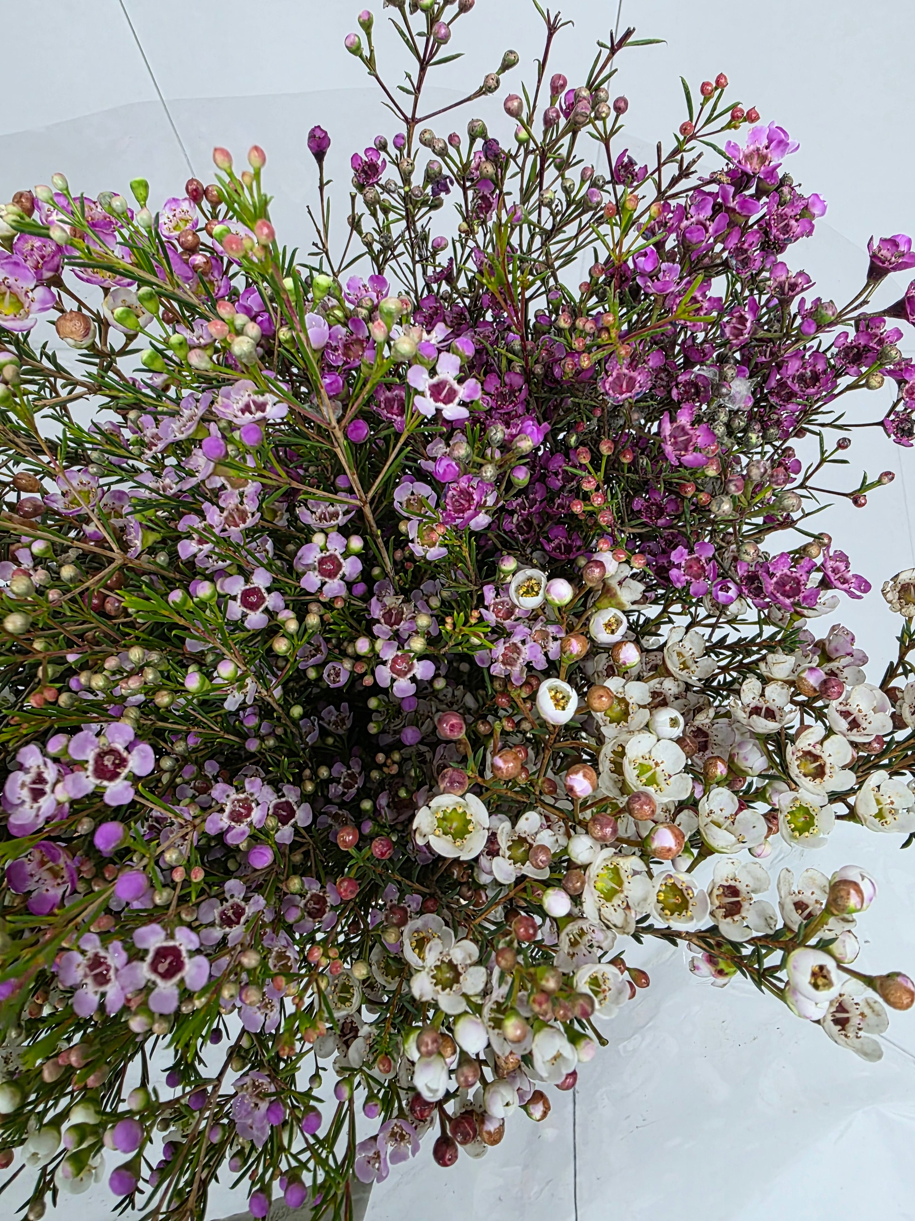 Farm Fresh Chame Wax Mixed(Bunch of 25 stems, Length 80cm)