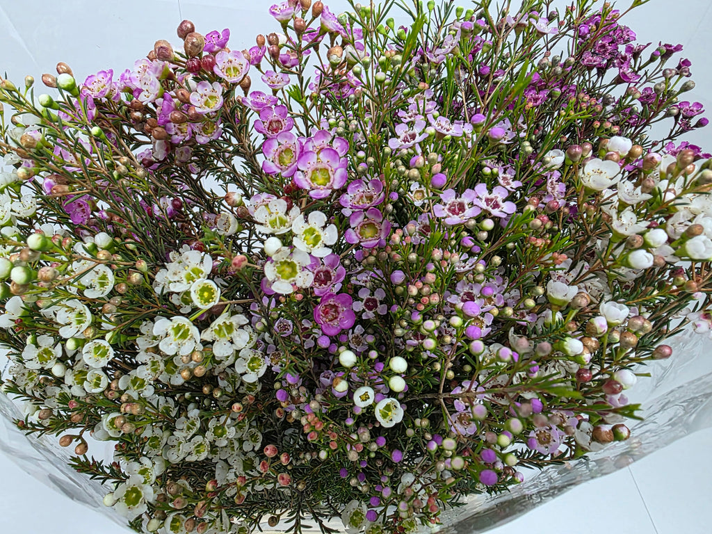 Farm Fresh Chame Wax Mixed(Bunch of 25 stems, Length 80cm)