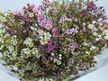 Farm Fresh Chame Wax Mixed(Bunch of 25 stems, Length 80cm)