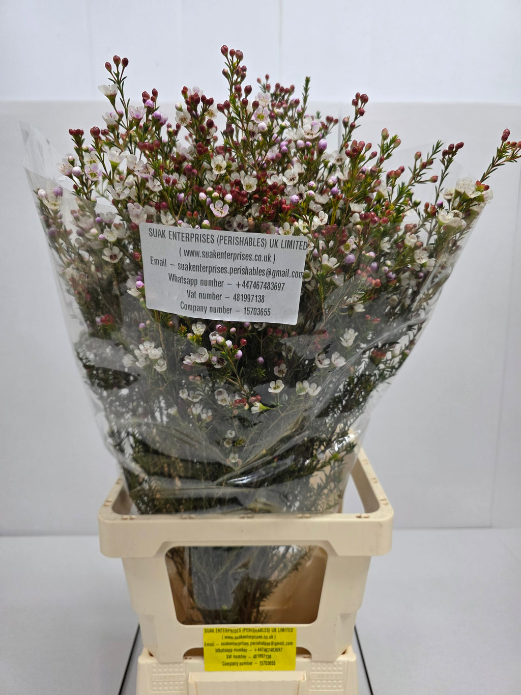 Farm Fresh Chame Waz Tal(Bunch of 25 stems, Length 80cm)