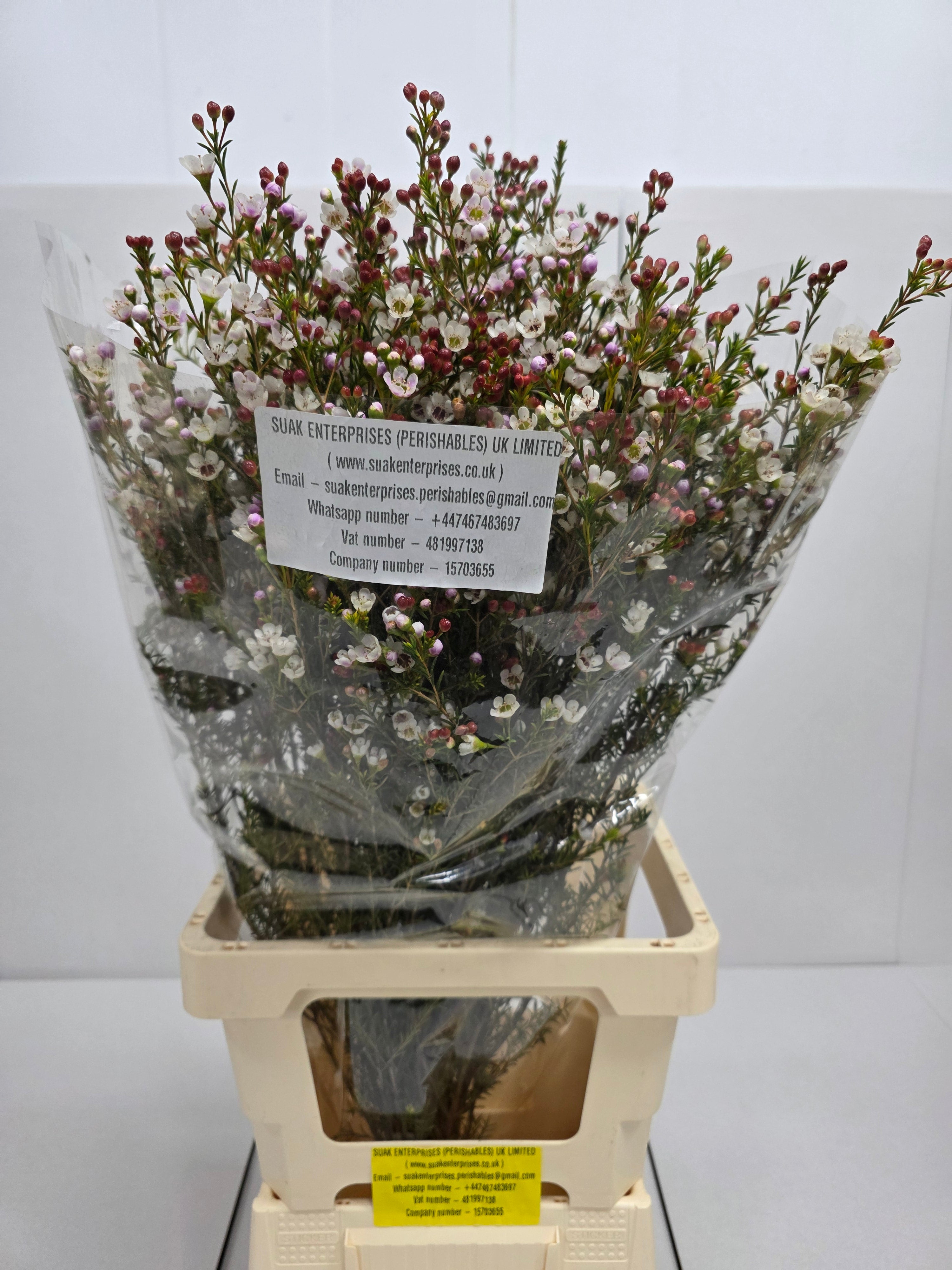 Farm Fresh Chame Waz Tal(Bunch of 25 stems, Length 80cm)