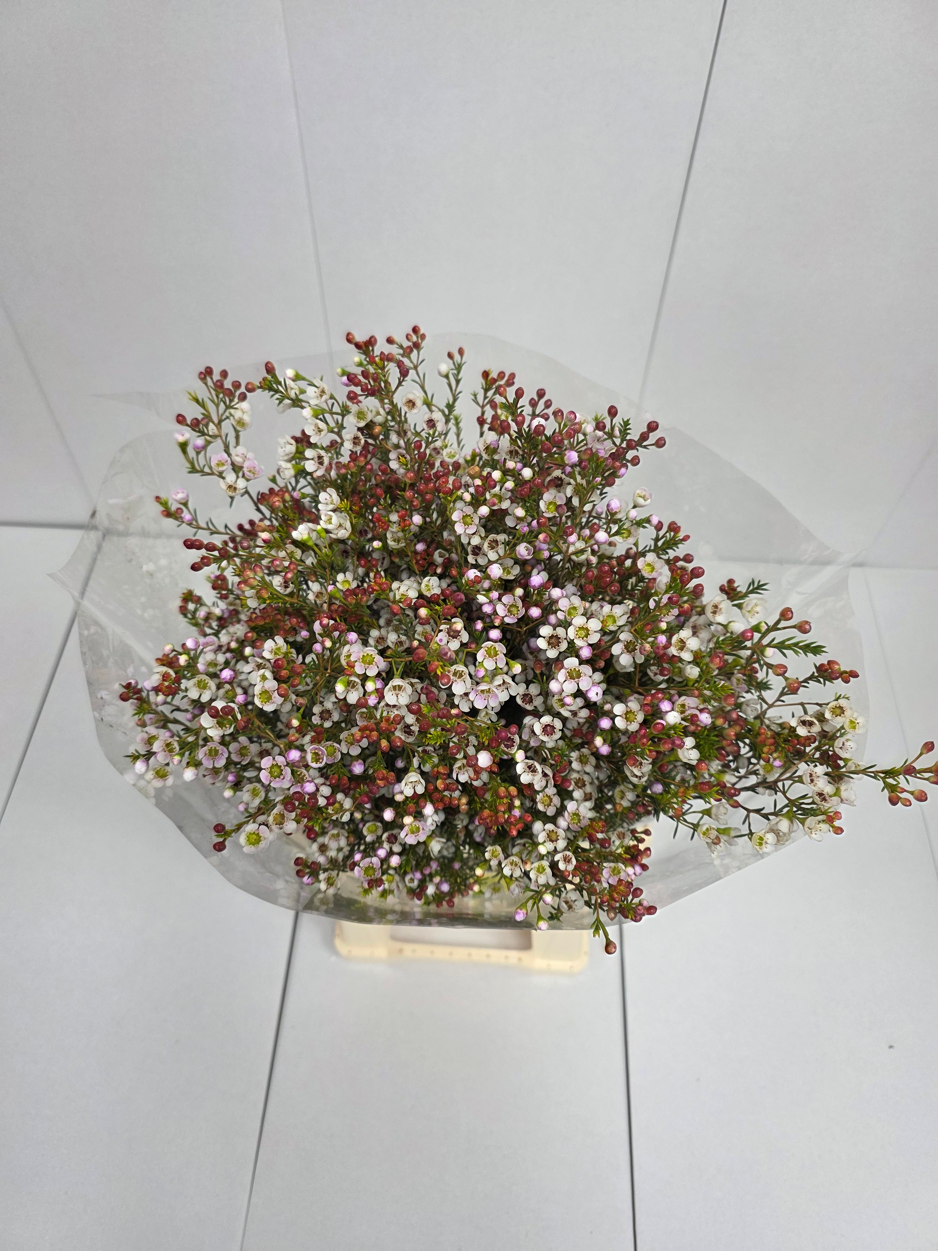 Farm Fresh Chame Waz Tal(Bunch of 25 stems, Length 80cm)