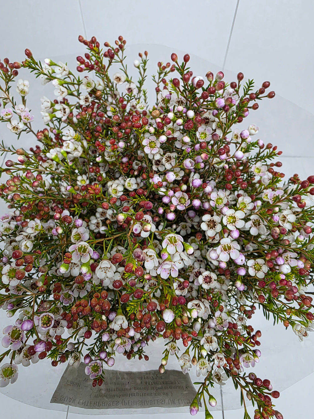 Farm Fresh Chame Waz Tal(Bunch of 25 stems, Length 80cm)