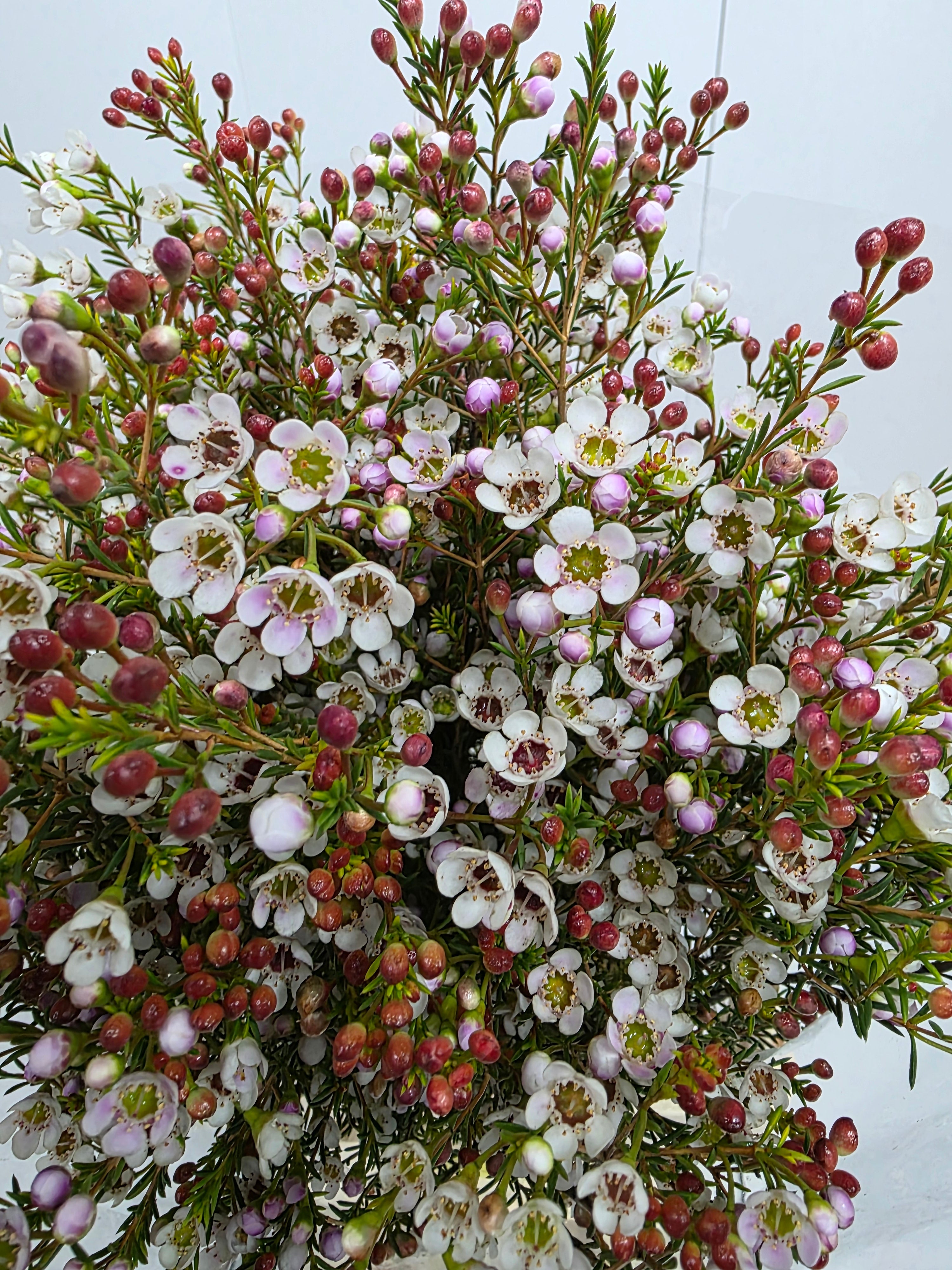 Farm Fresh Chame Waz Tal(Bunch of 25 stems, Length 80cm)