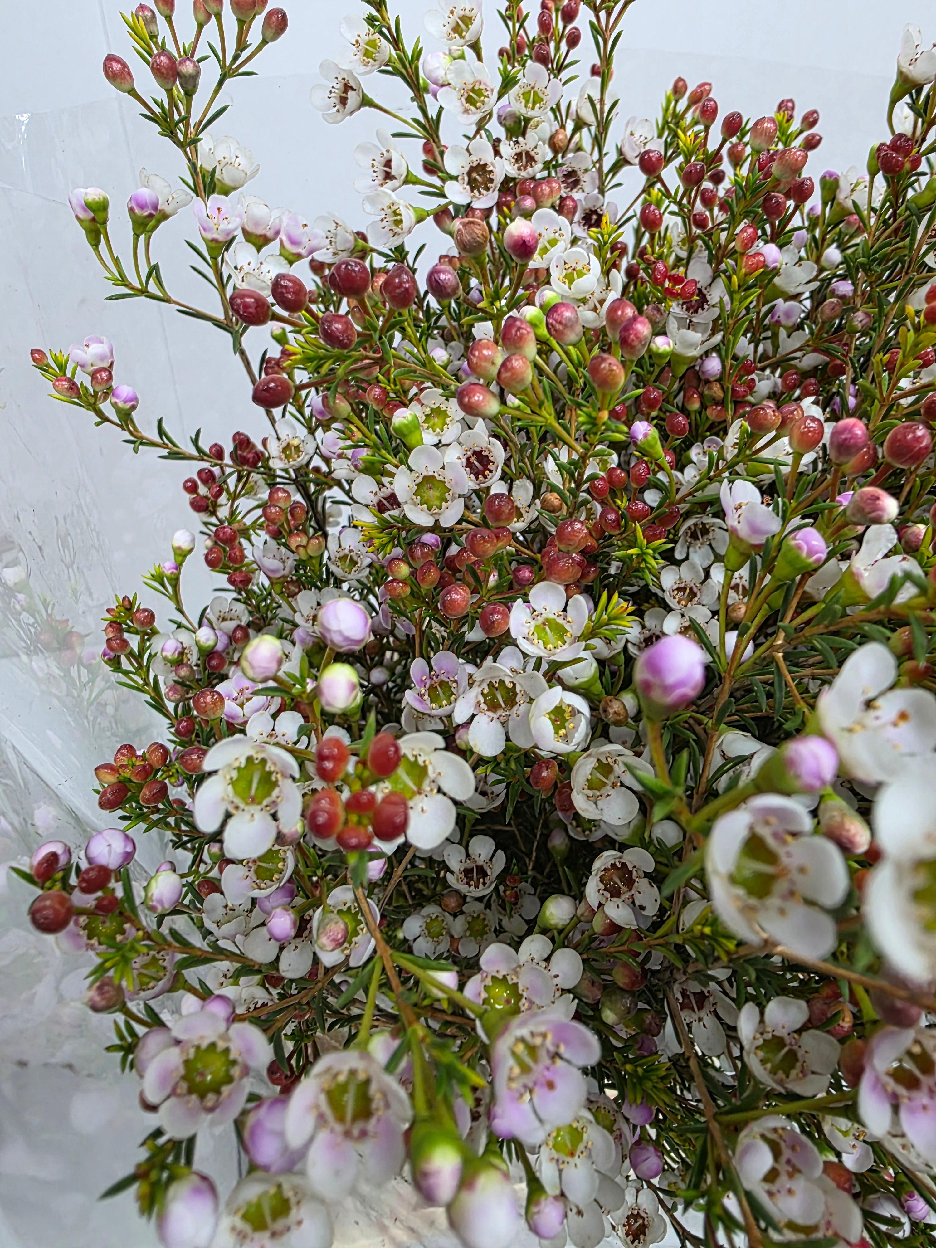 Farm Fresh Chame Waz Tal(Bunch of 25 stems, Length 80cm)