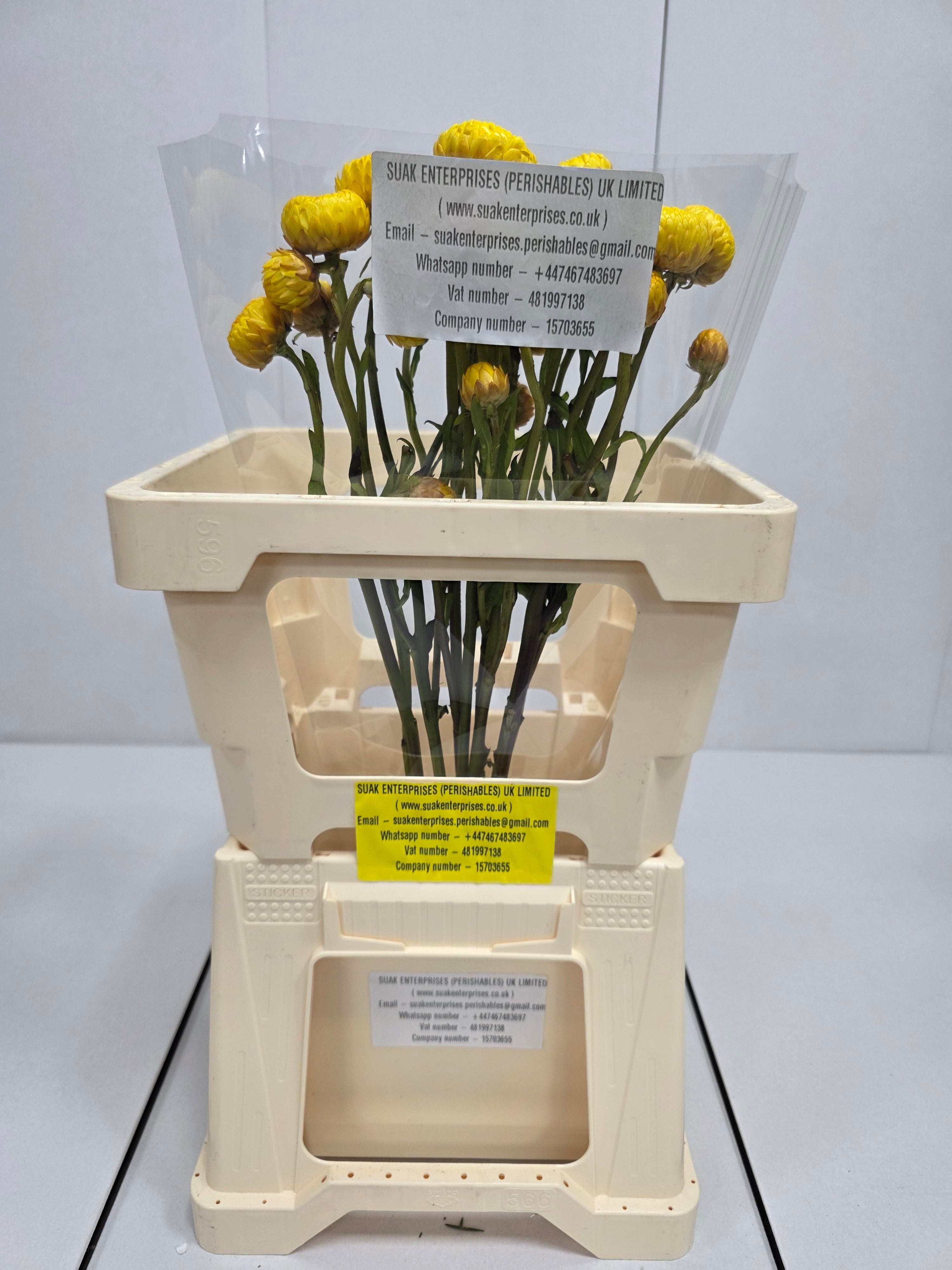 Farm Fresh Helichrysum Yellow (Bunch of 10 Stems, Length 60cm)