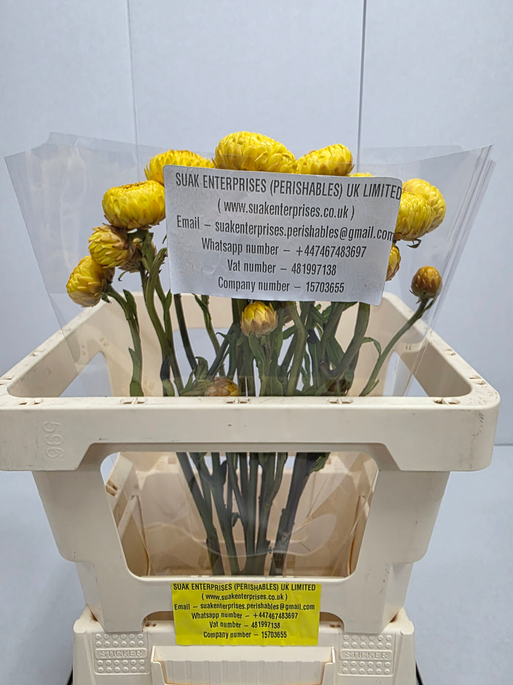 Farm Fresh Helichrysum Yellow (Bunch of 10 Stems, Length 60cm)