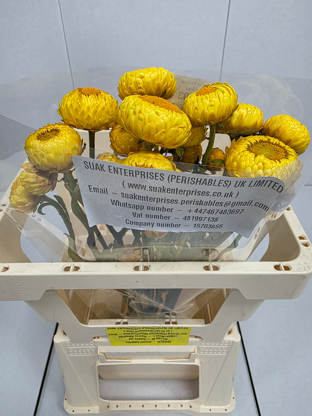 Farm Fresh Helichrysum Yellow (Bunch of 10 Stems, Length 60cm)