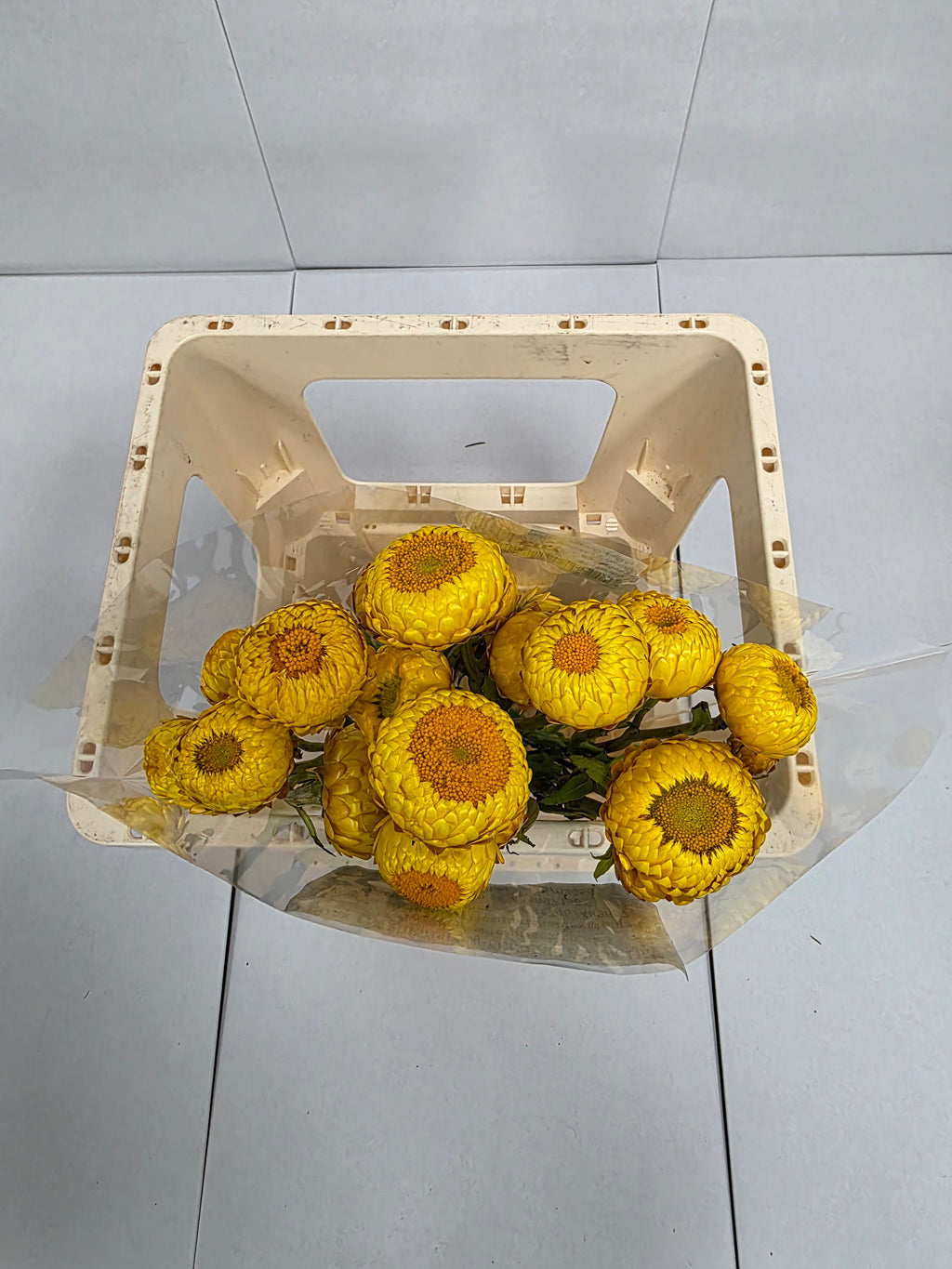 Farm Fresh Helichrysum Yellow (Bunch of 10 Stems, Length 60cm)