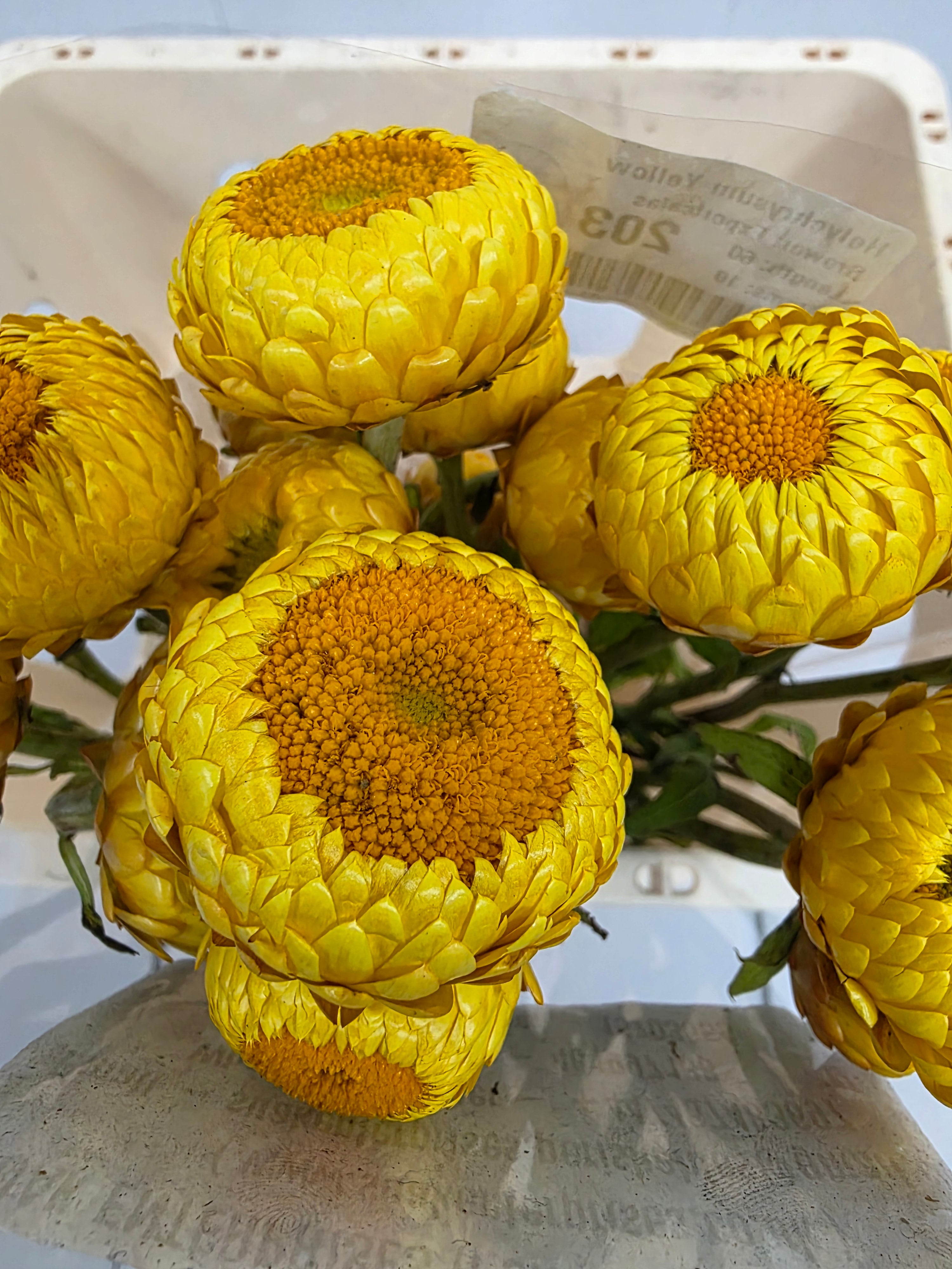 Farm Fresh Helichrysum Yellow (Bunch of 10 Stems, Length 60cm)