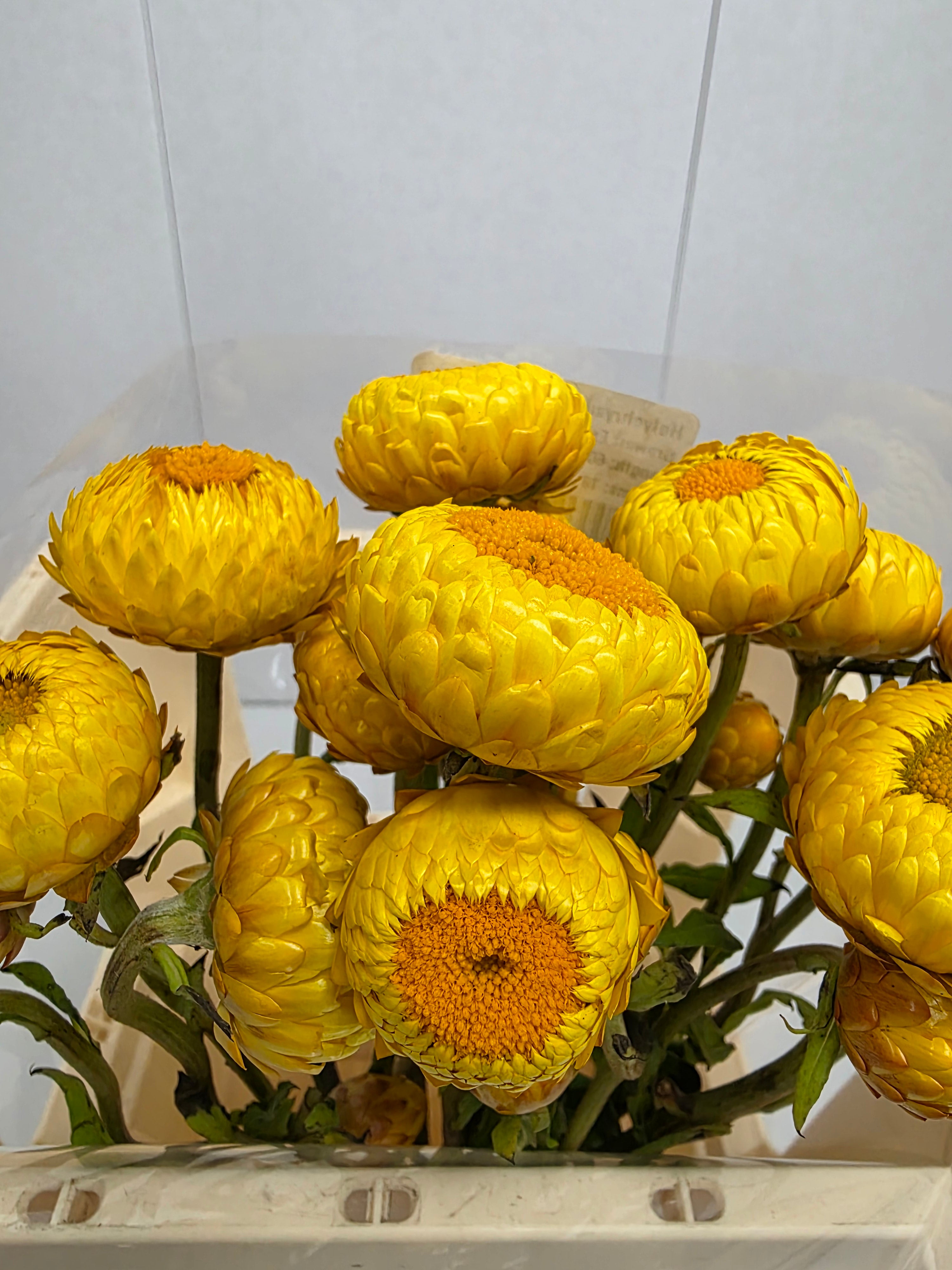 Farm Fresh Helichrysum Yellow (Bunch of 10 Stems, Length 60cm)