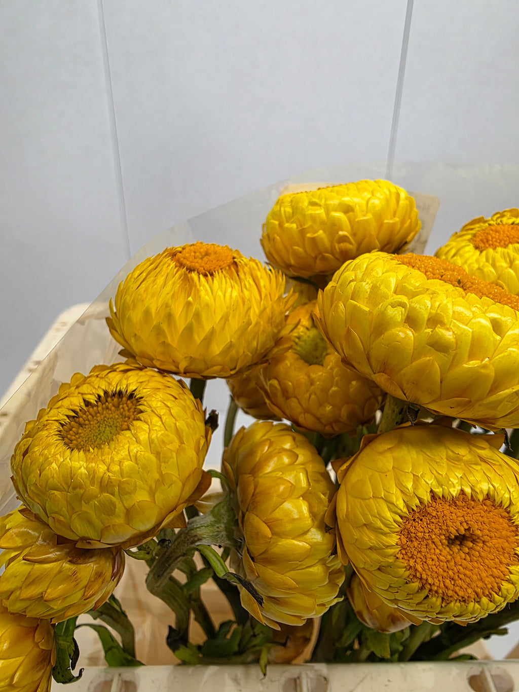 Farm Fresh Helichrysum Yellow (Bunch of 10 Stems, Length 60cm)
