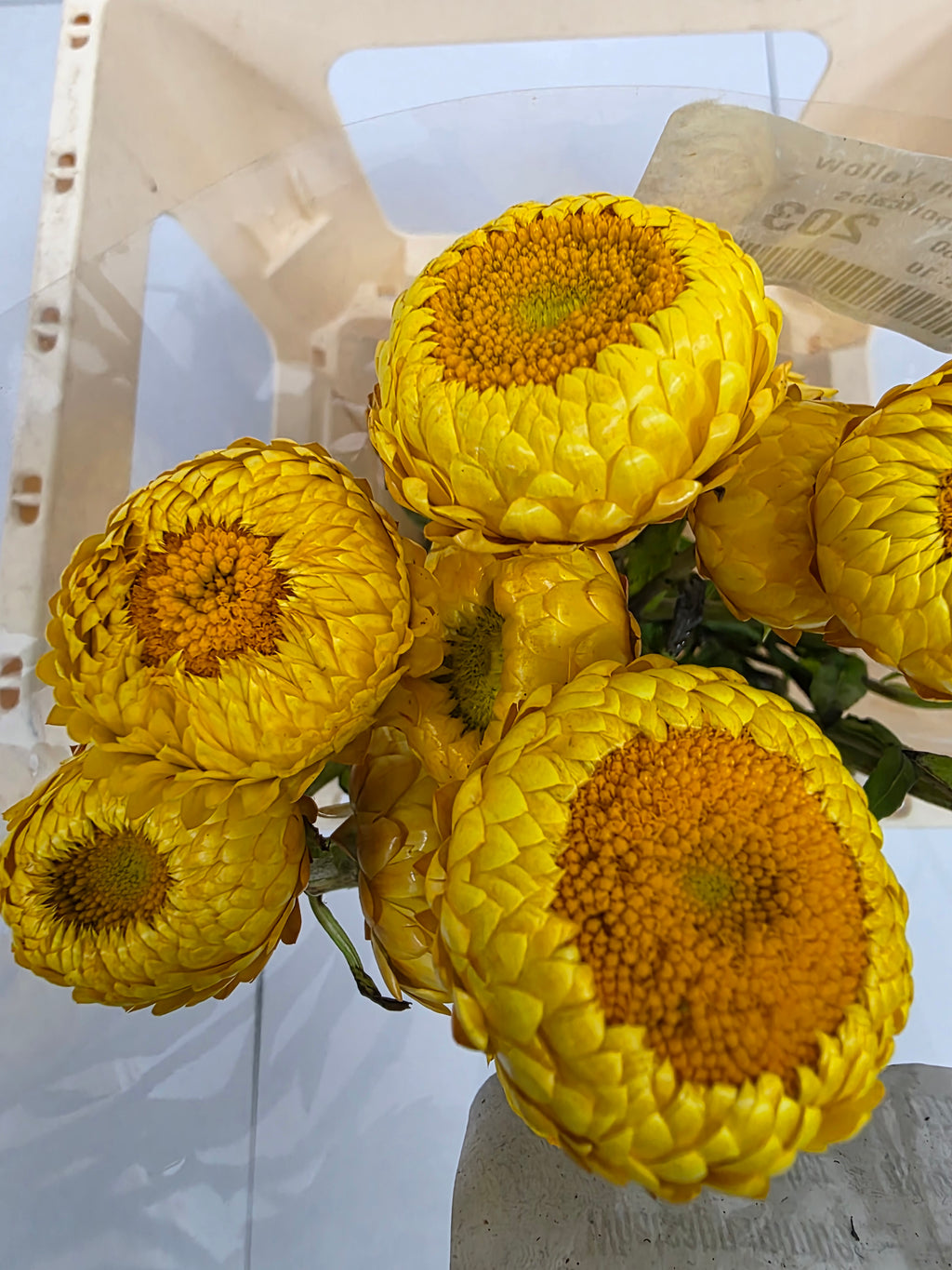Farm Fresh Helichrysum Yellow (Bunch of 10 Stems, Length 60cm)