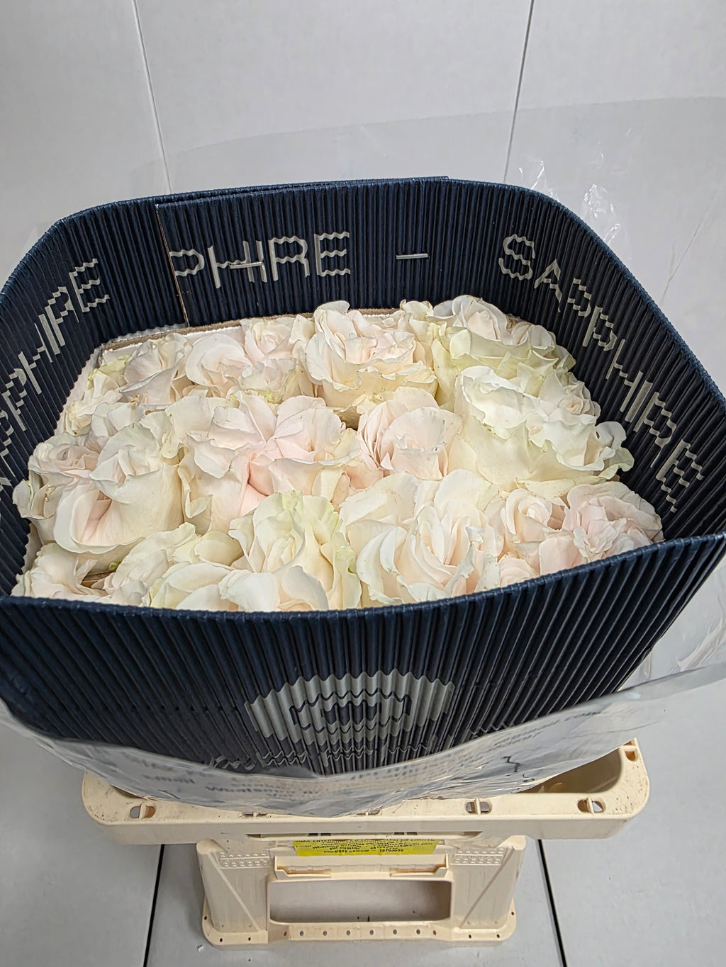 Farm Fresh Rosa Ecuadorian Gr Garden Cotton Xpression (Bunch of 25 stems, Length 70cm)