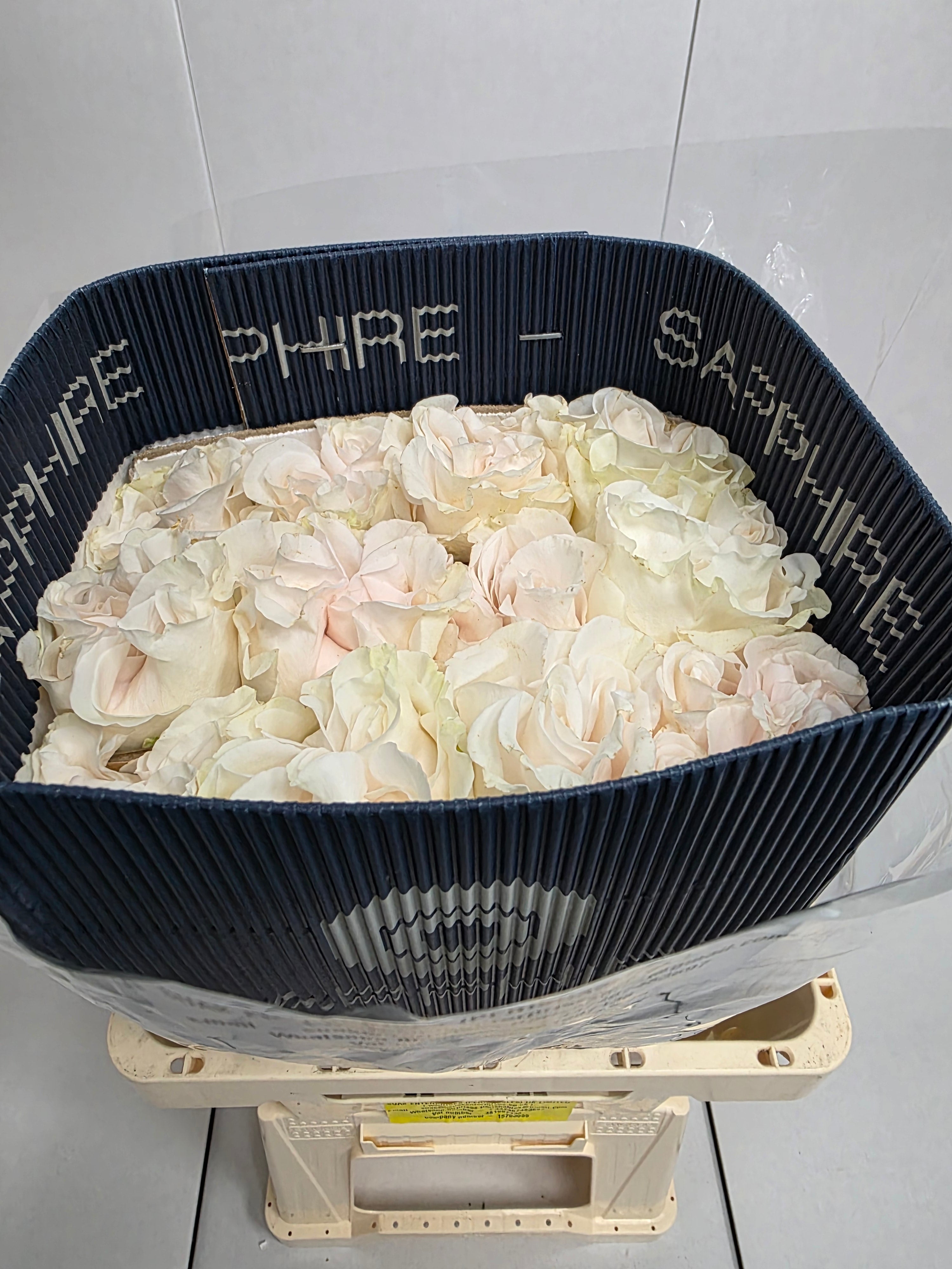 Farm Fresh Rosa Ecuadorian Gr Garden Cotton Xpression (Bunch of 25 stems, Length 70cm)