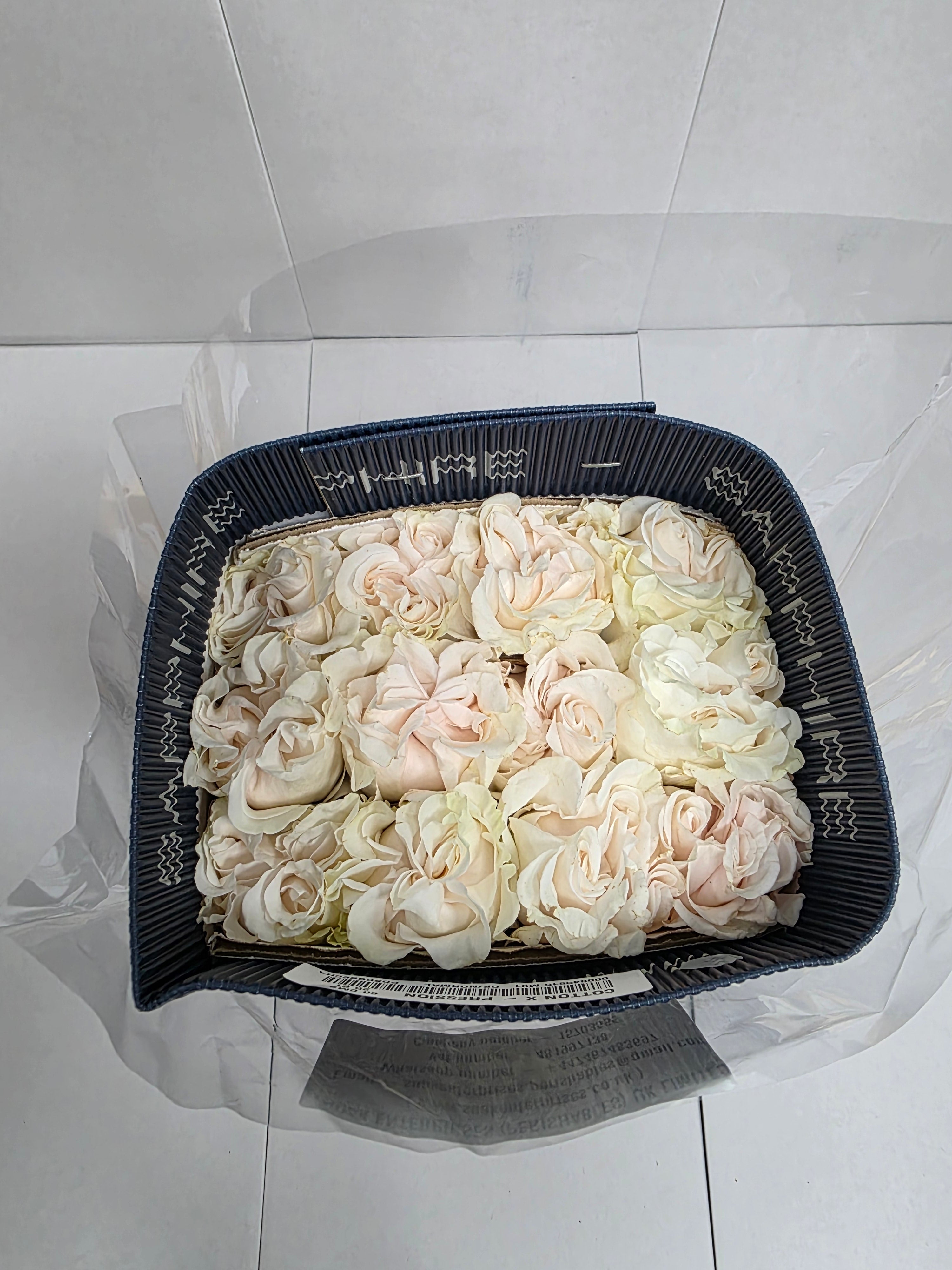Farm Fresh Rosa Ecuadorian Gr Garden Cotton Xpression (Bunch of 25 stems, Length 70cm)