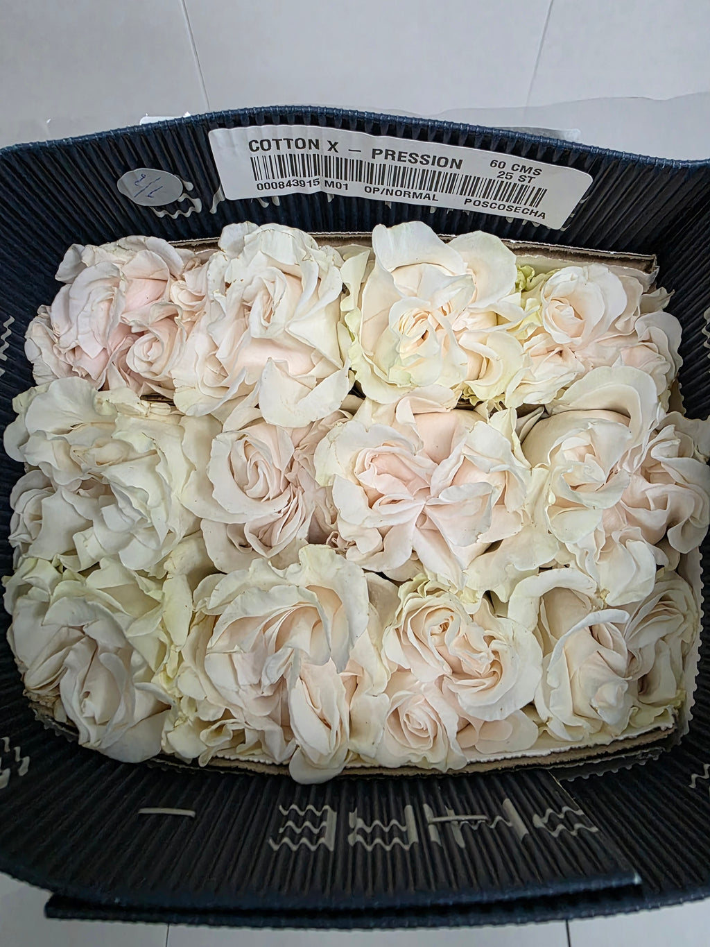Farm Fresh Rosa Ecuadorian Gr Garden Cotton Xpression (Bunch of 25 stems, Length 70cm)