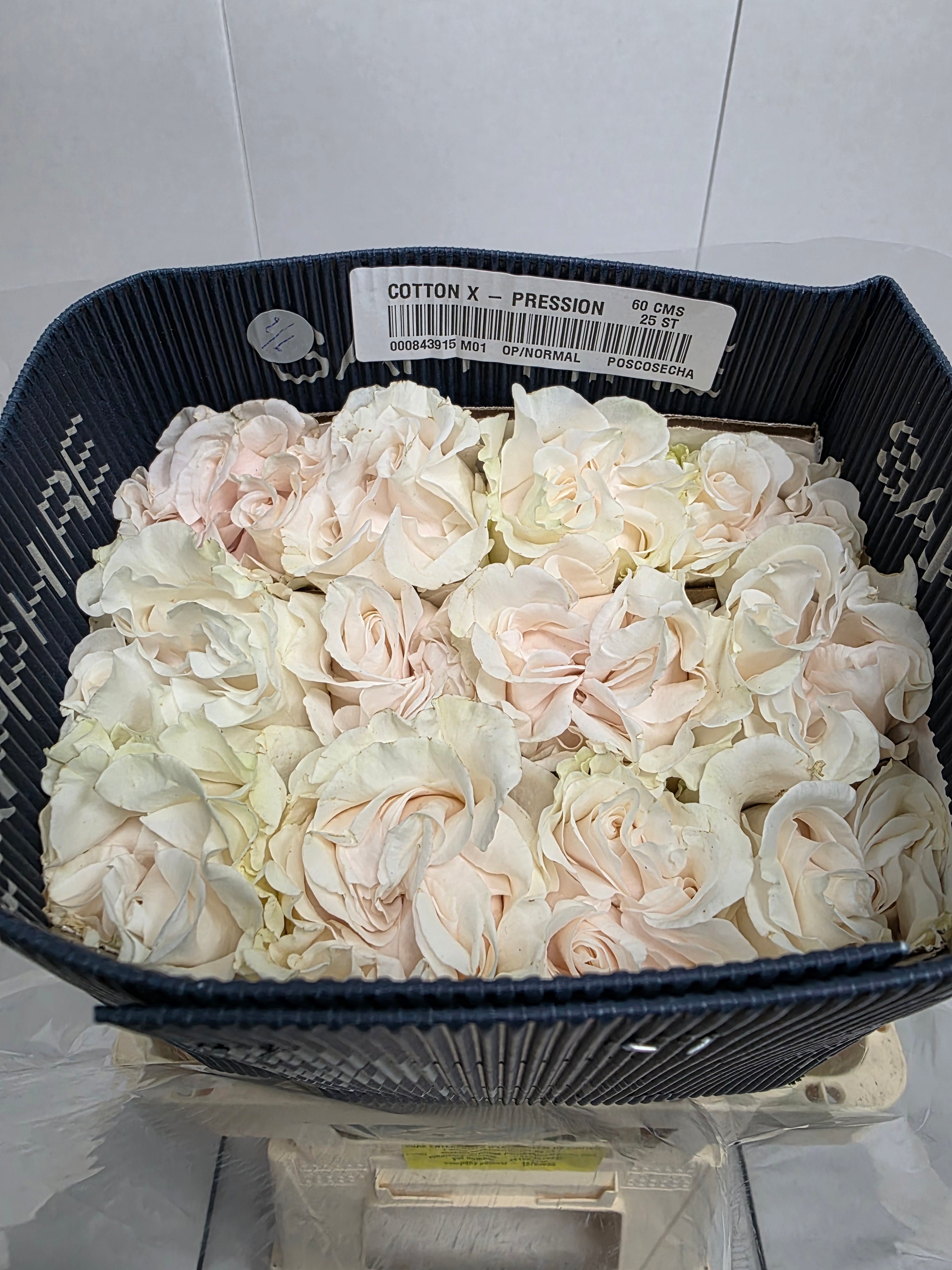 Farm Fresh Rosa Ecuadorian Gr Garden Cotton Xpression (Bunch of 25 stems, Length 70cm)