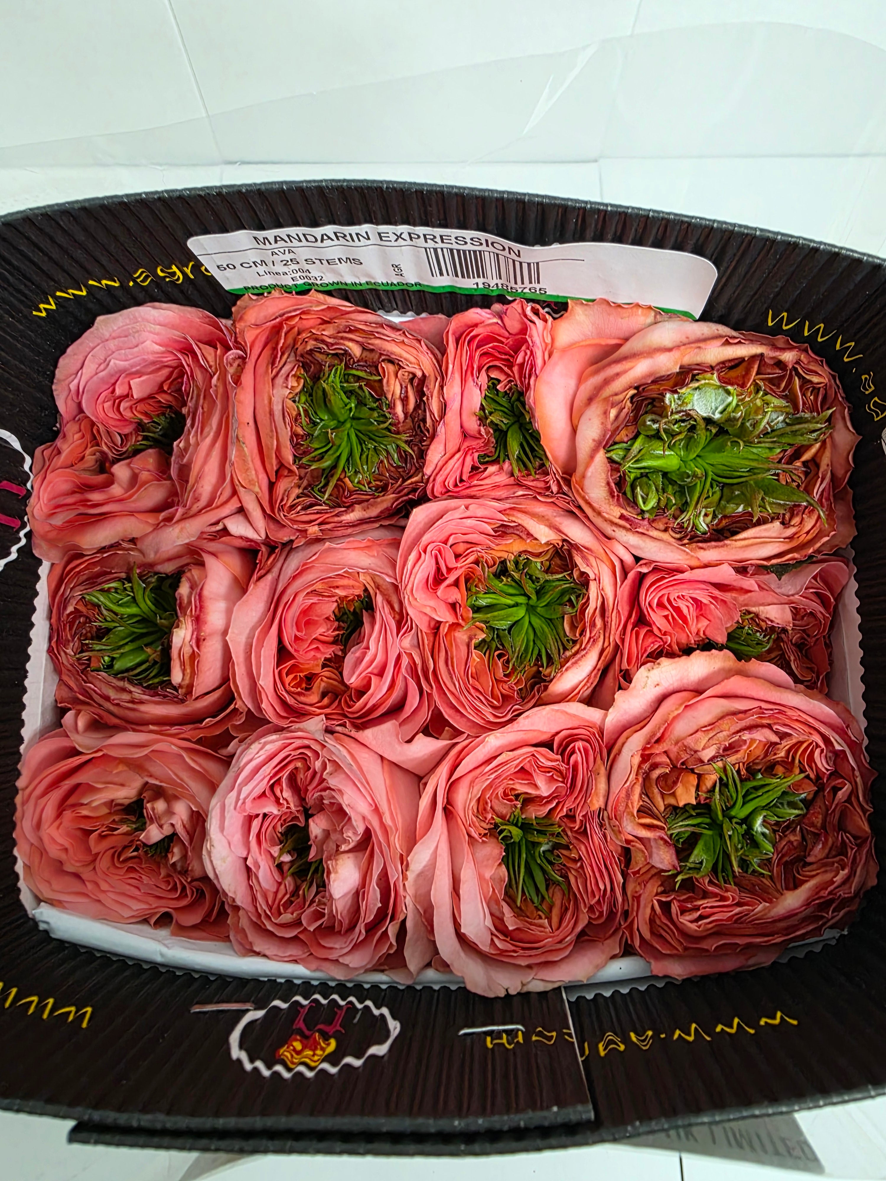 Farm Fresh Rosa Ecuadorian Gr Garden Mandarian Xpression(Bunch of 25 stems, Length 50cm)
