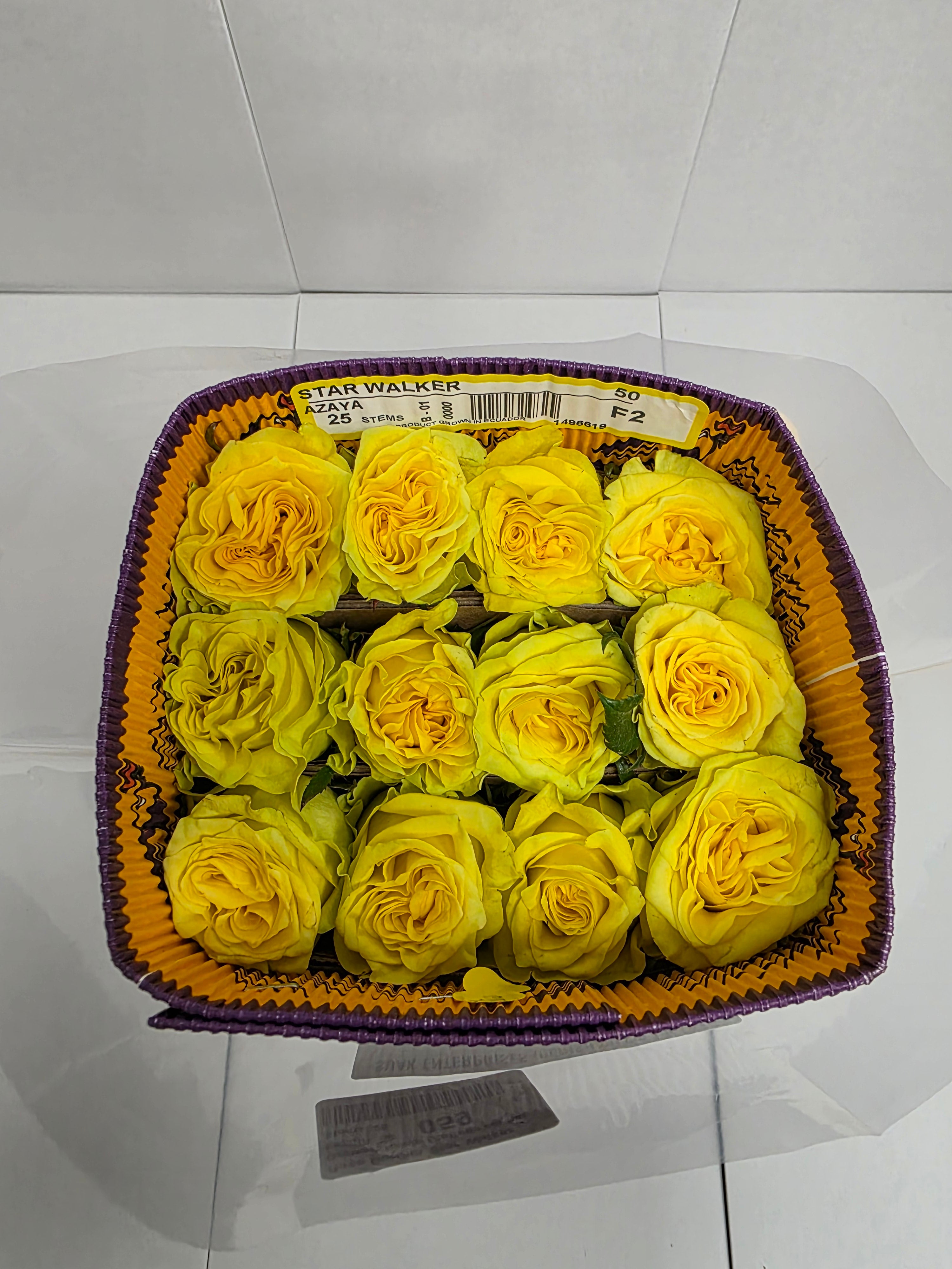Farm Fresh Rosa Ecuadorian Gr Garden Star Walker (Bunch of 25 stems, Length 50cm)