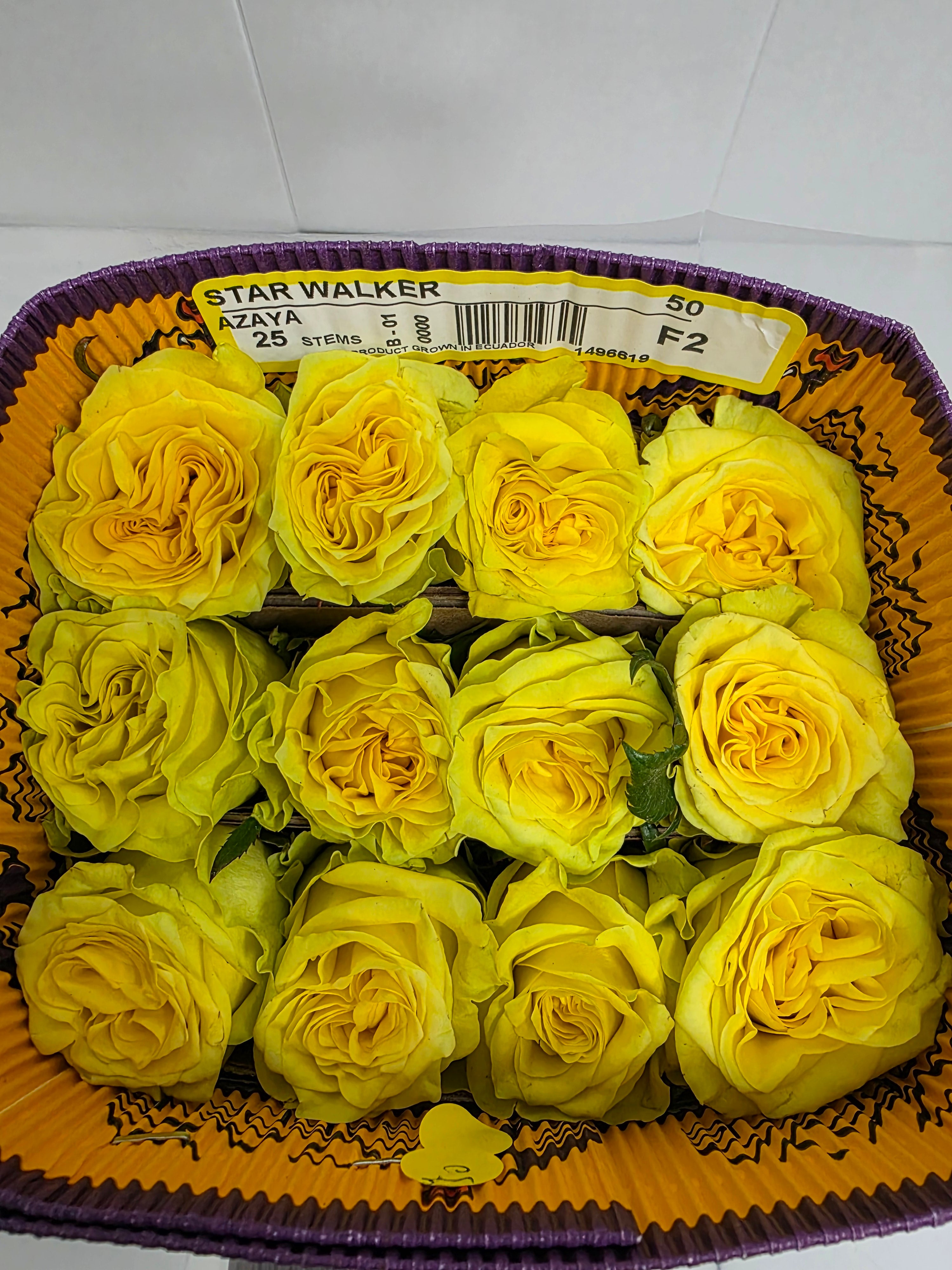 Farm Fresh Rosa Ecuadorian Gr Garden Star Walker (Bunch of 25 stems, Length 50cm)