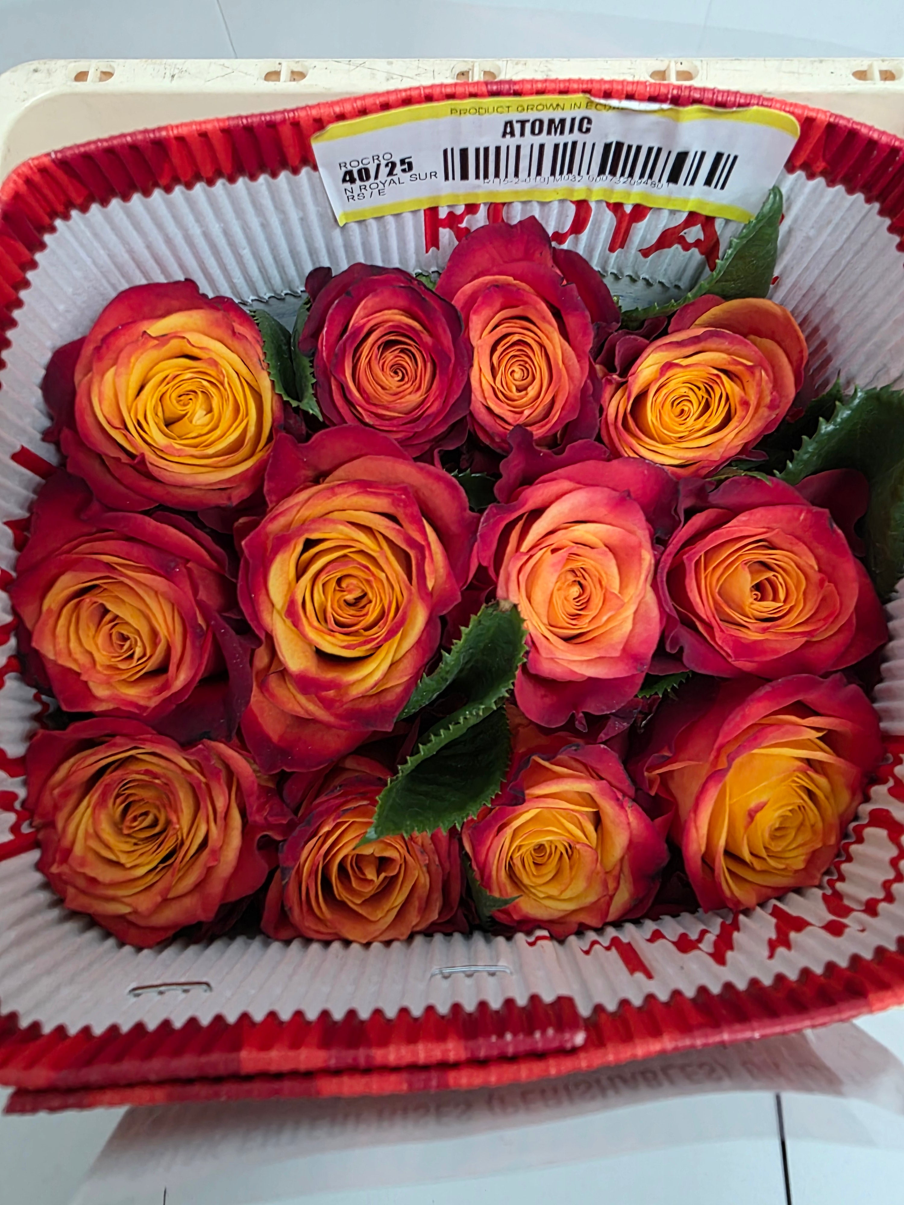 Farm Fresh Rosa Ecuadorian Gr Atomic (Bunch of 25 stems, Length 40cm)