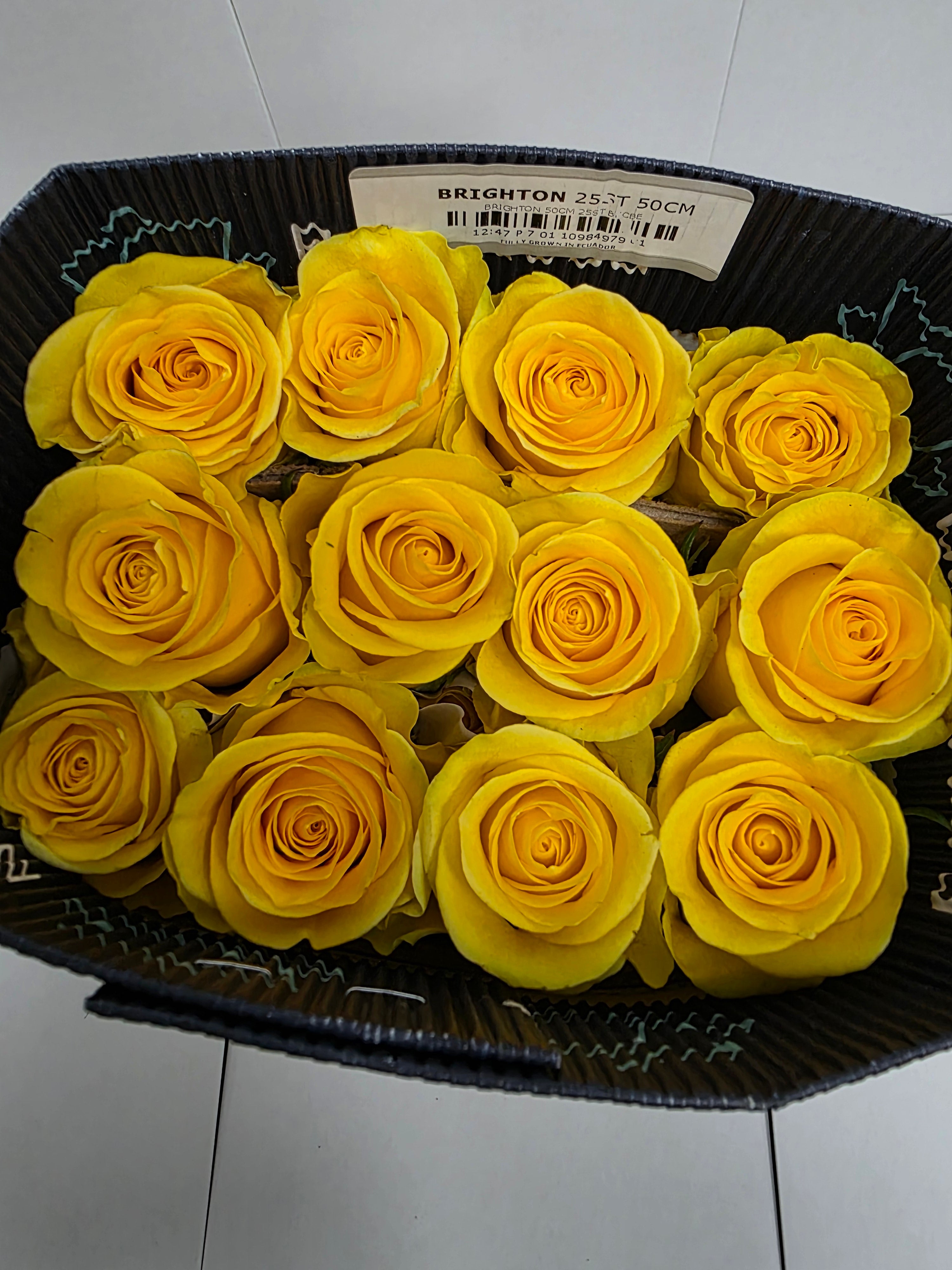 Farm Fresh Rosa Ecuadorian Gr Brighton (Bunch of 25 stems, Length 50cm)