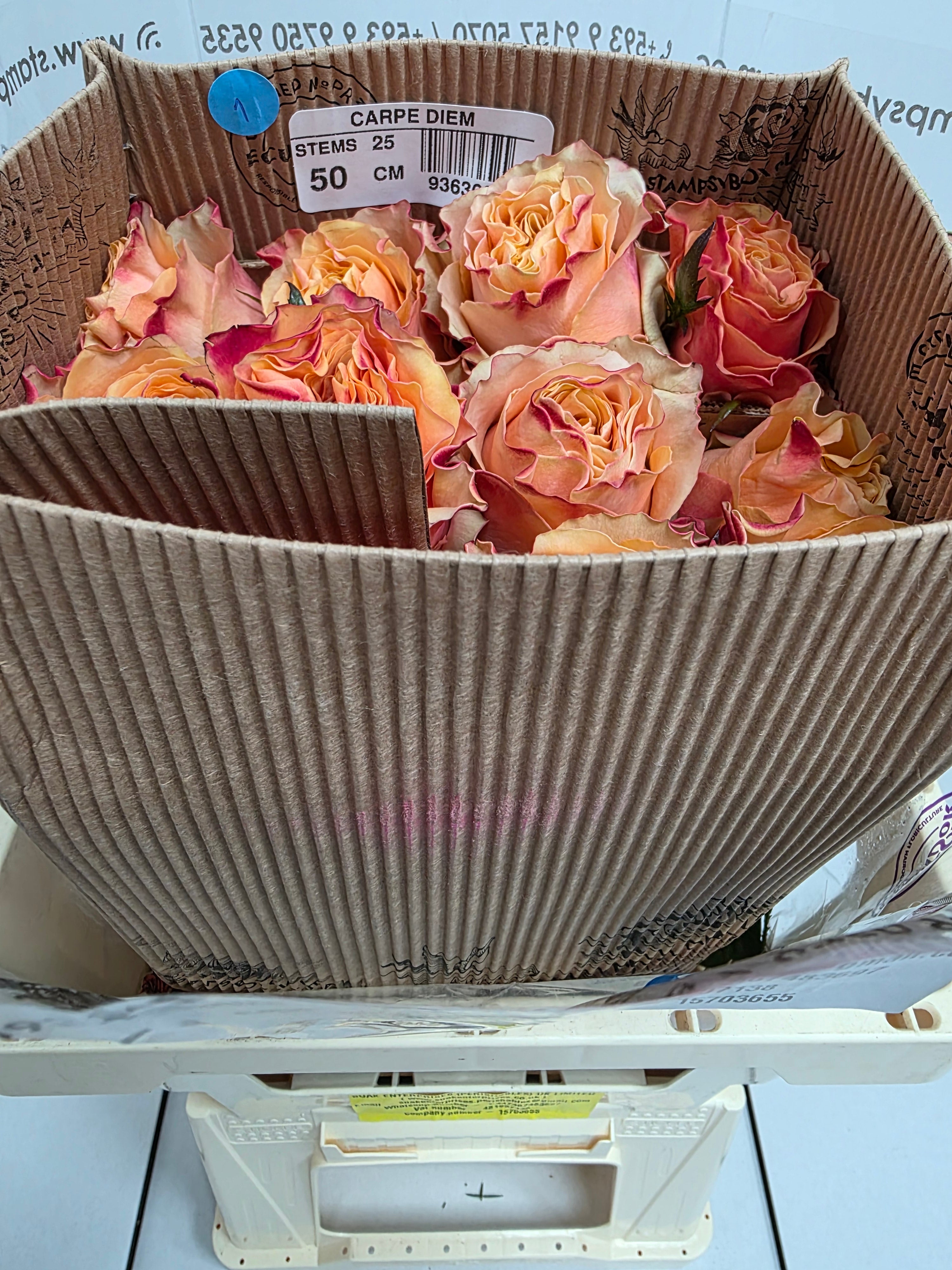 Farm Fresh Rosa Ecuadorian Gr Carpediem(Bunch of 25 stems, Length 50cm)