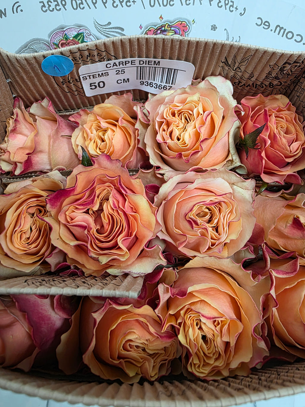 Farm Fresh Rosa Ecuadorian Gr Carpediem(Bunch of 25 stems, Length 50cm)