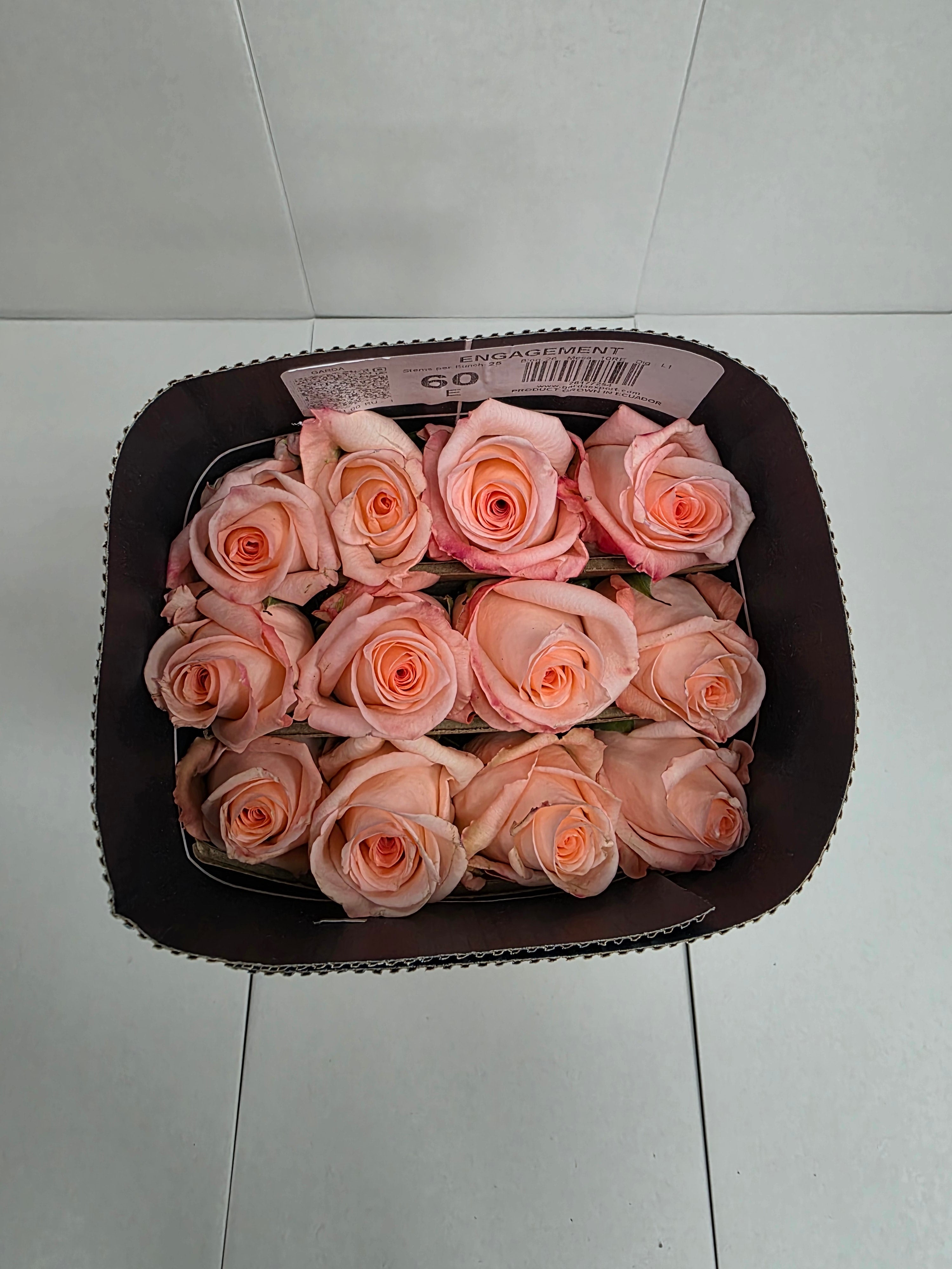 Farm Fresh Rosa Ecuadorian Gr Engagement (Bunch of 25 stems, Length 60cm)