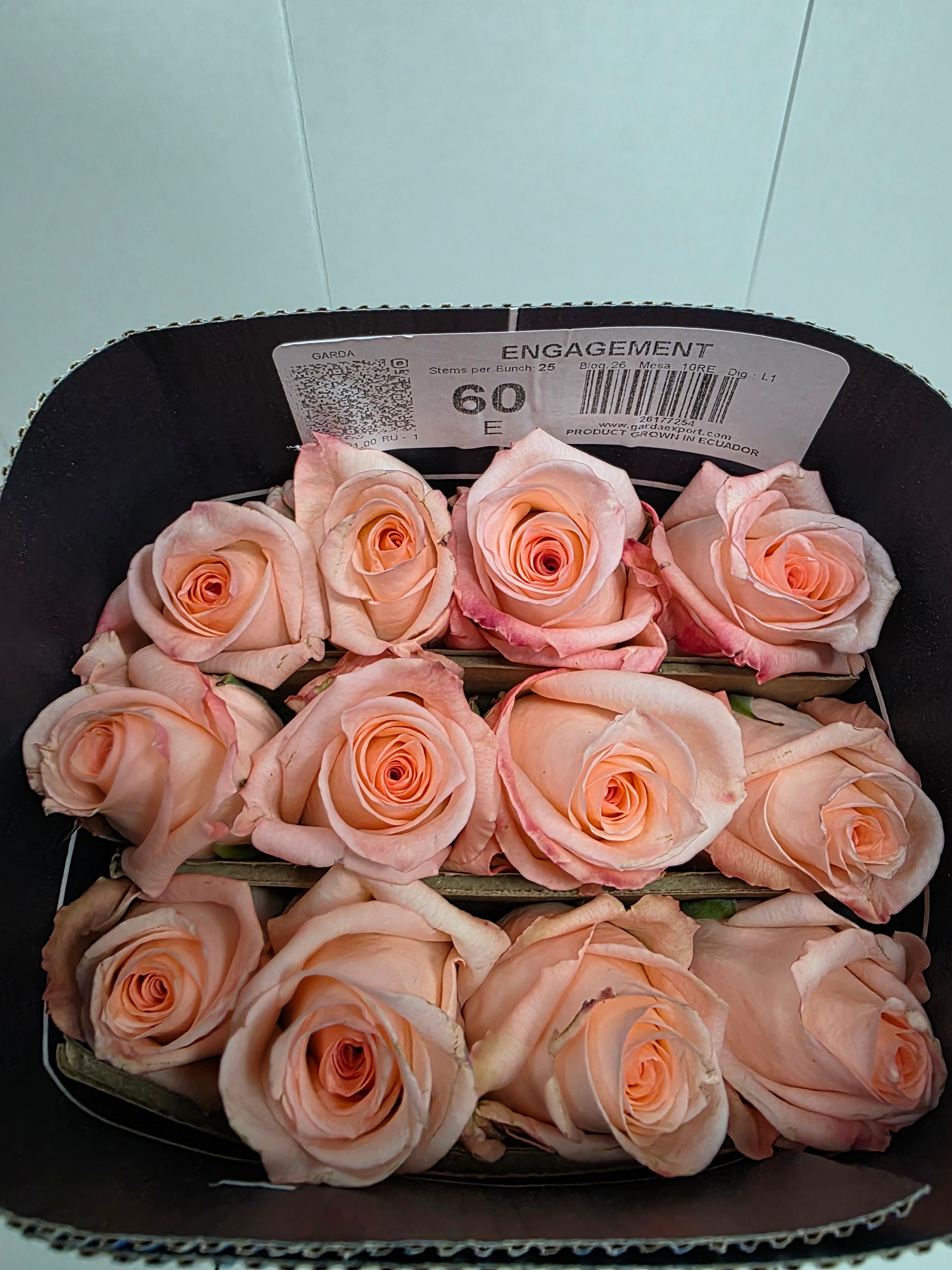 Farm Fresh Rosa Ecuadorian Gr Engagement (Bunch of 25 stems, Length 60cm)