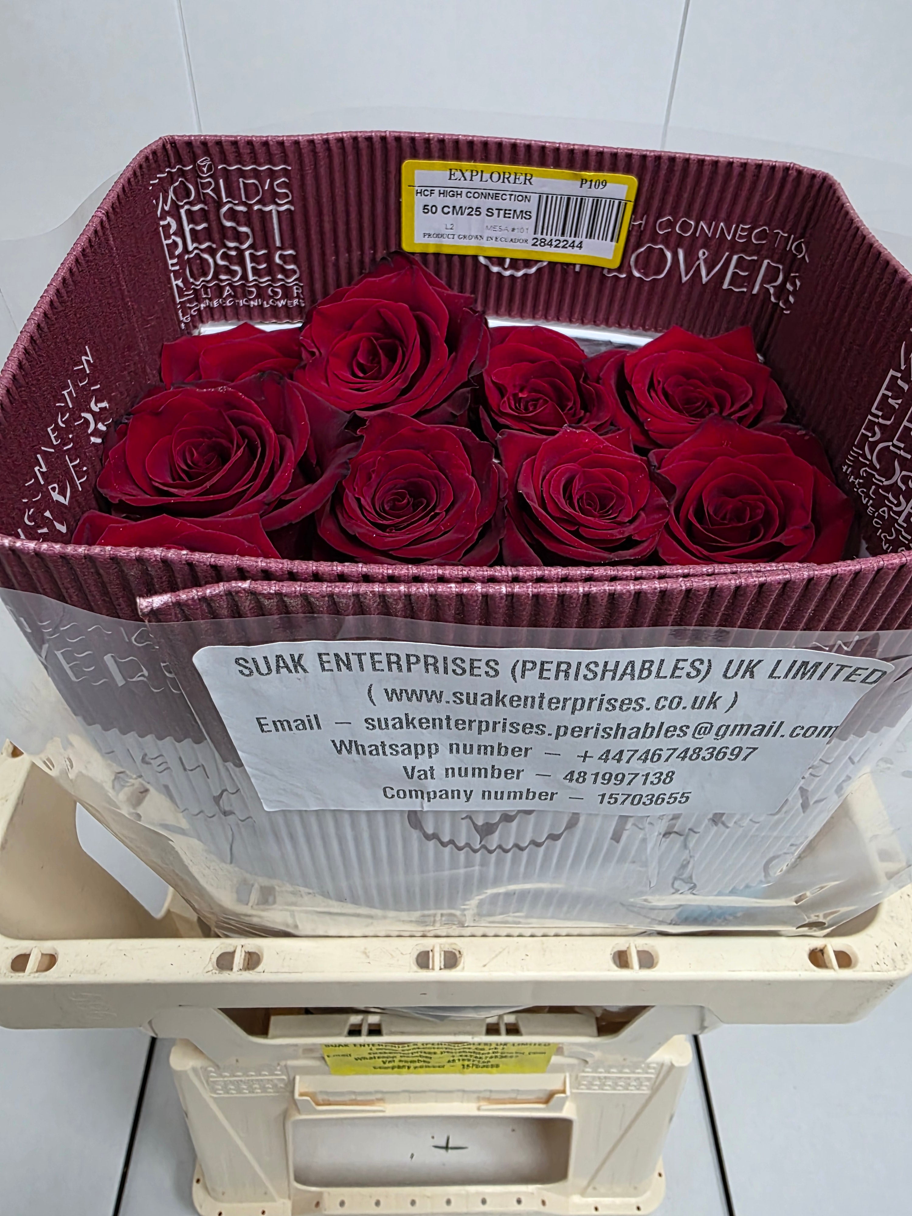Farm Fresh Rosa Ecuadorian Gr Explorer (Bunch of 25 stems, Length 50cm)