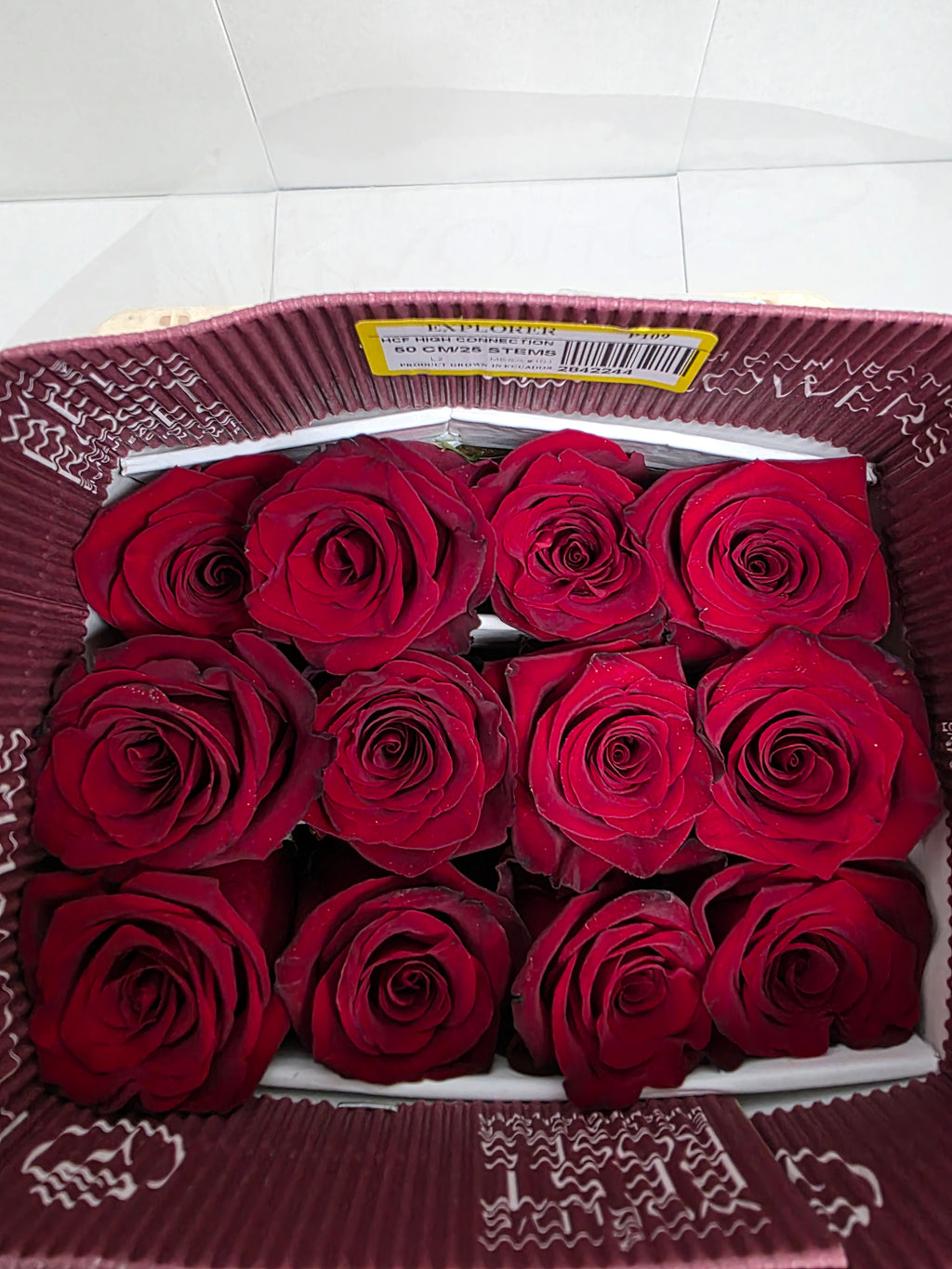 Farm Fresh Rosa Ecuadorian Gr Explorer (Bunch of 25 stems, Length 50cm)