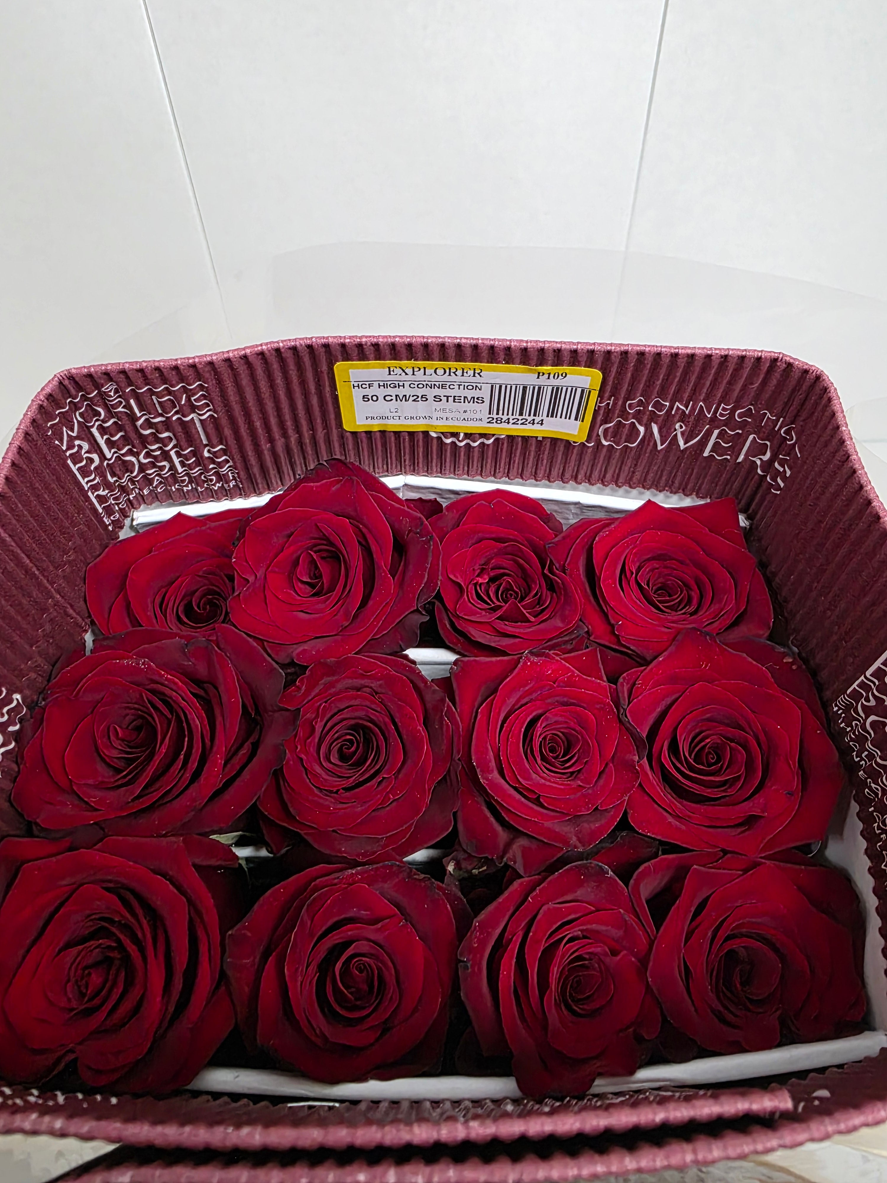 Farm Fresh Rosa Ecuadorian Gr Explorer (Bunch of 25 stems, Length 50cm)