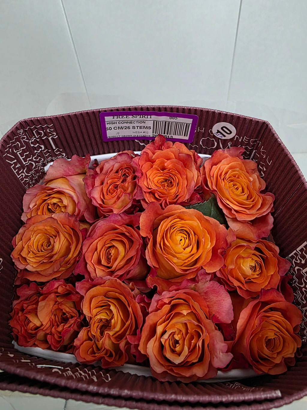 Farm Fresh Rosa Ecuadorian Gr Free Spirit  (Bunch of 25 stems, Length 50cm)