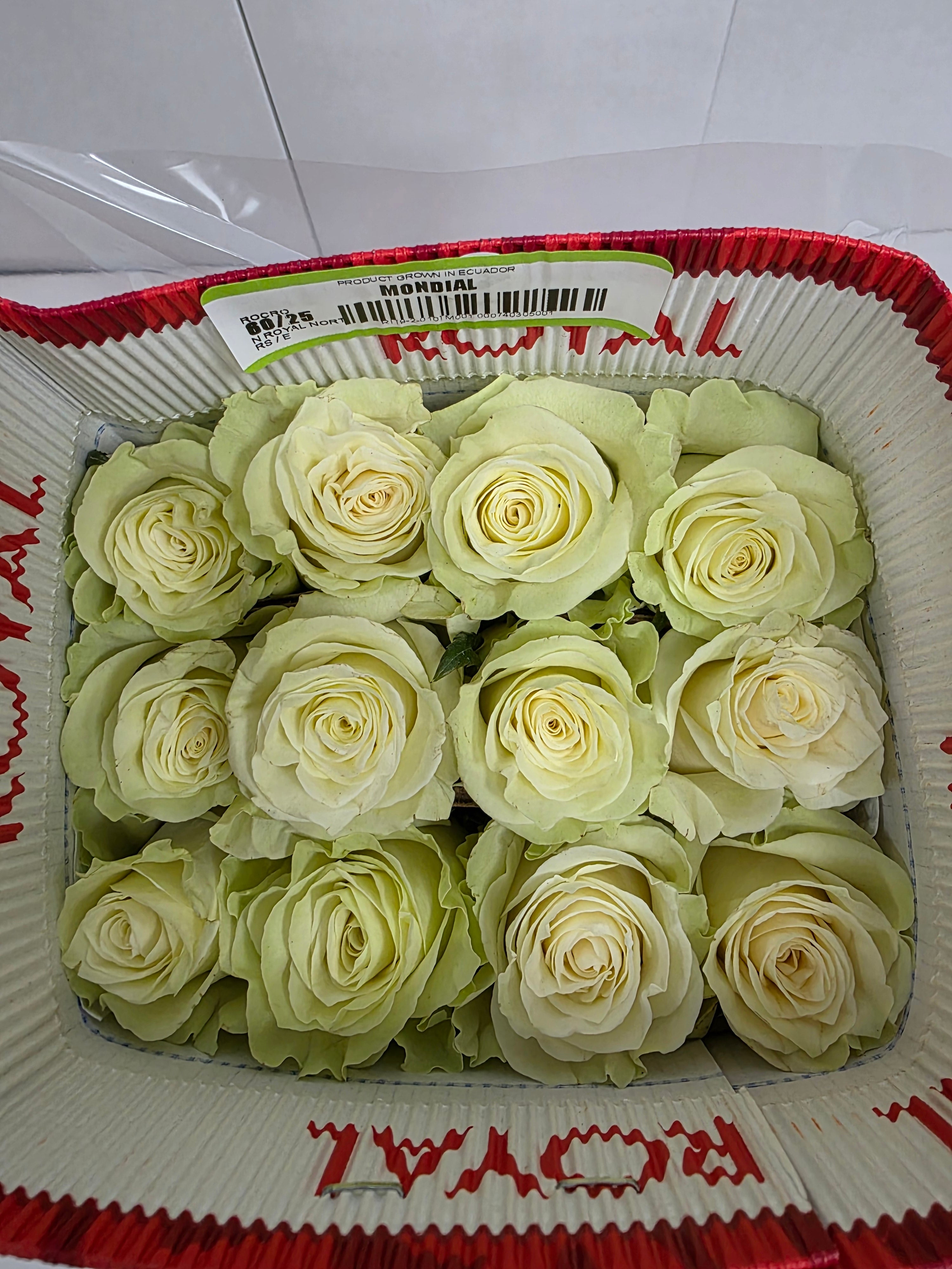 Farm Fresh Rosa Ec Gr Mondial 60cm  (Bunch of 25 stems, Length 60cm)
