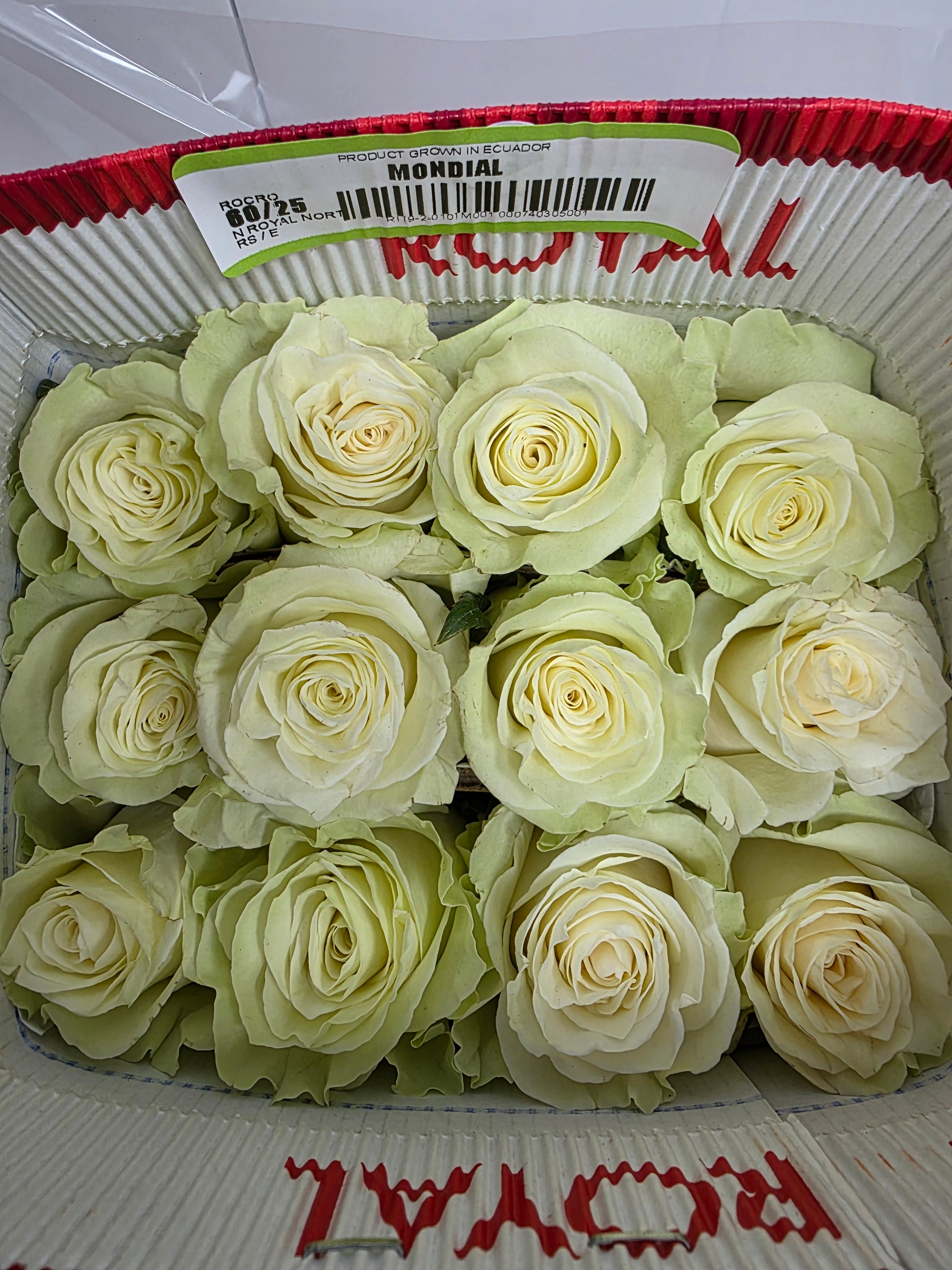 Farm Fresh Rosa Ec Gr Mondial 60cm  (Bunch of 25 stems, Length 60cm)