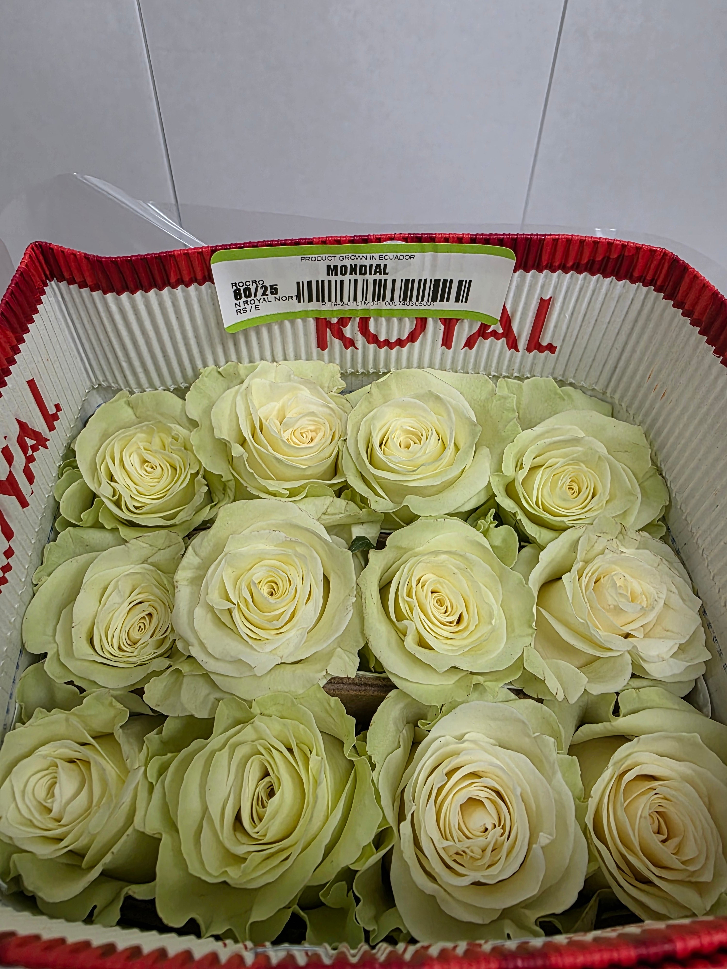 Farm Fresh Rosa Ec Gr Mondial 60cm  (Bunch of 25 stems, Length 60cm)