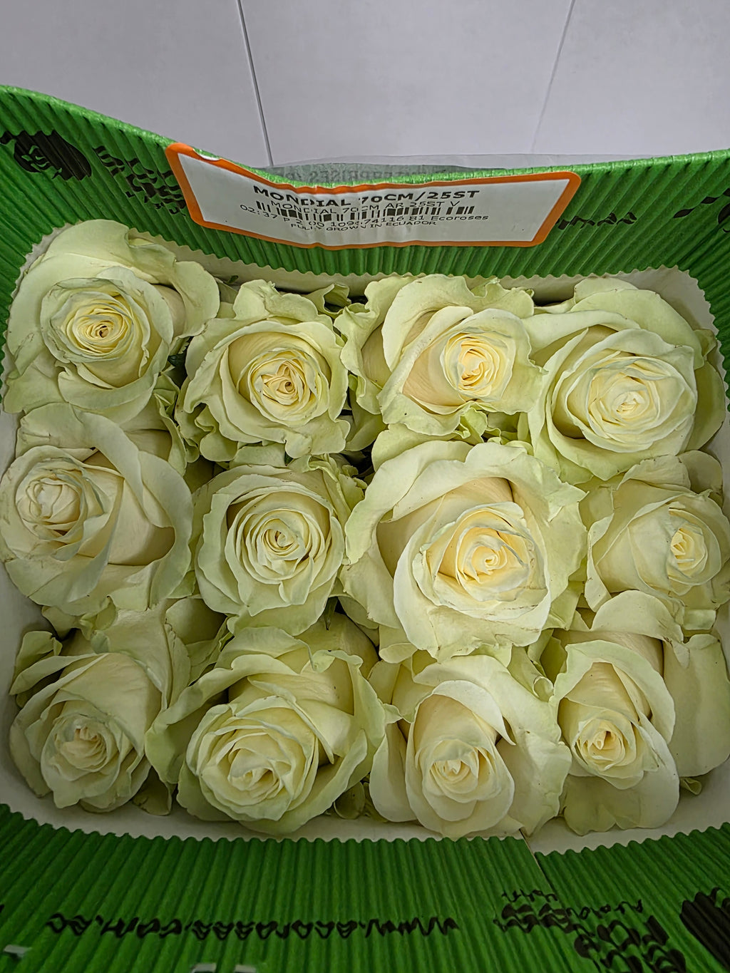 Farm Fresh Rosa Ecuadorian Gr Mondial 70cm  (Bunch of 25 stems, Length 70cm)