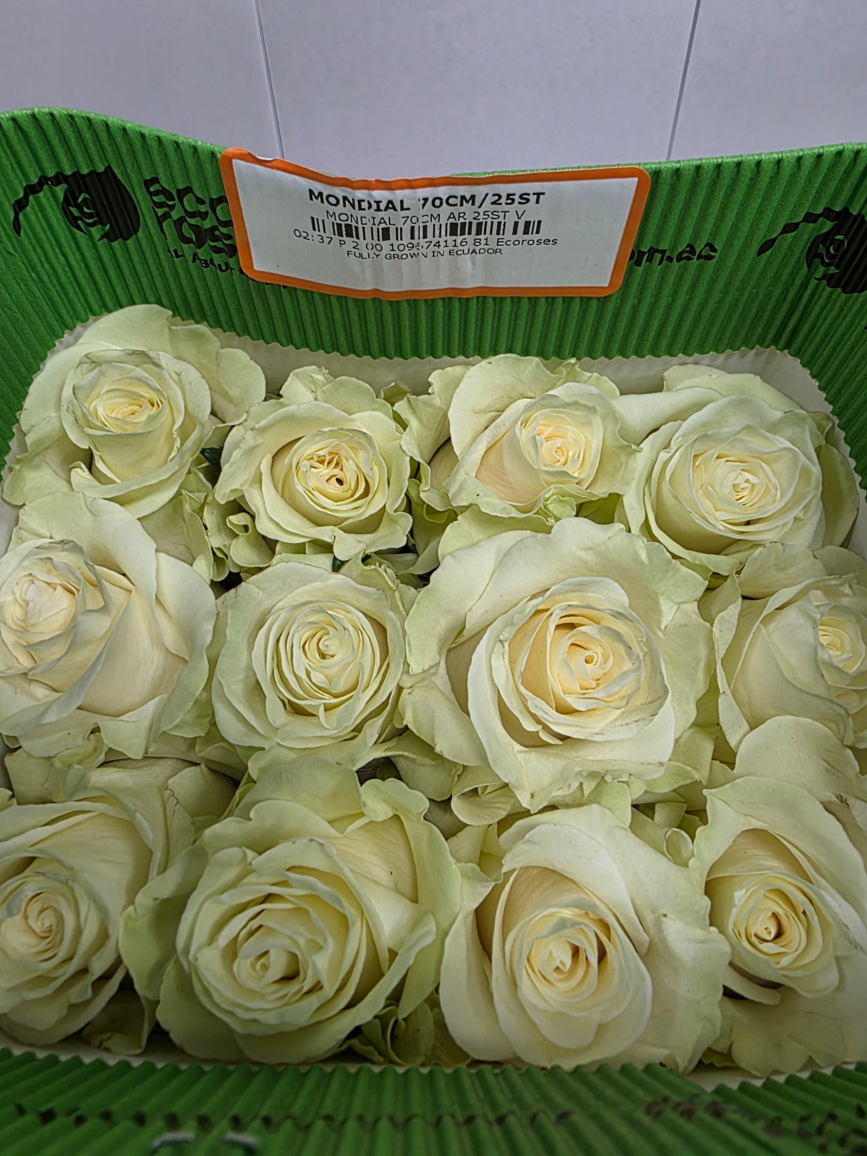 Farm Fresh Rosa Ecuadorian Gr Mondial 70cm  (Bunch of 25 stems, Length 70cm)